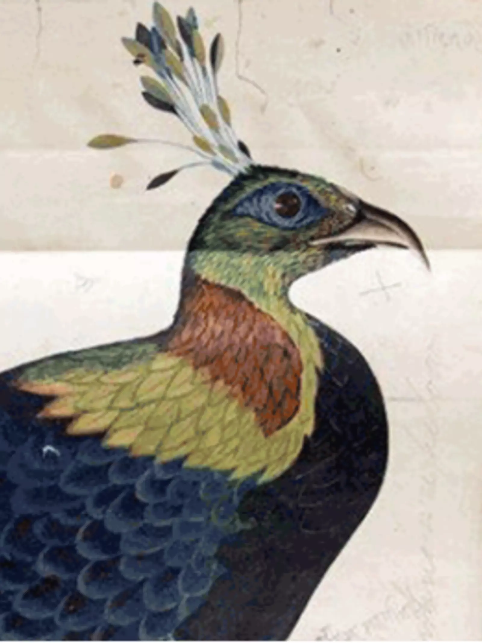 Hodgson_bird_drawing_peacock