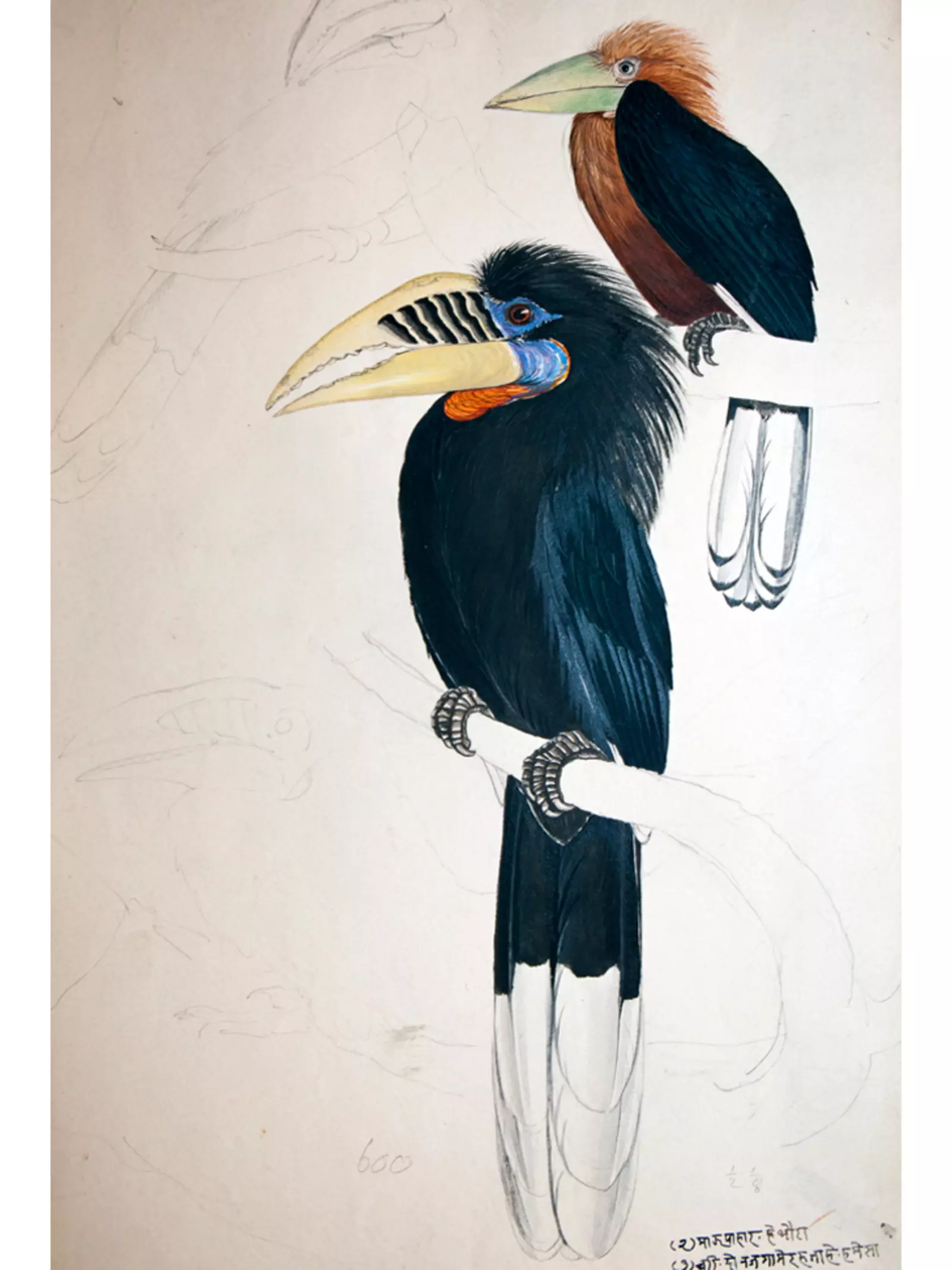 Hodgeson_bird_drawing_large_beak