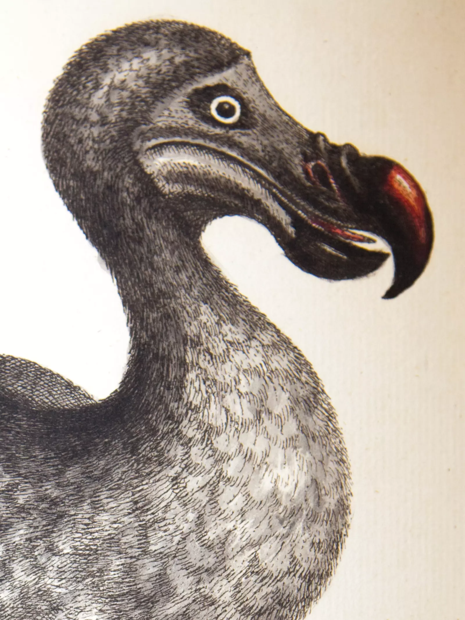 A dodo drawing