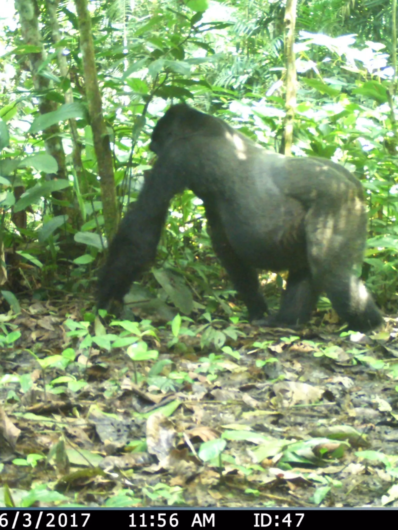 A camera trap image of a gorilla in a forest