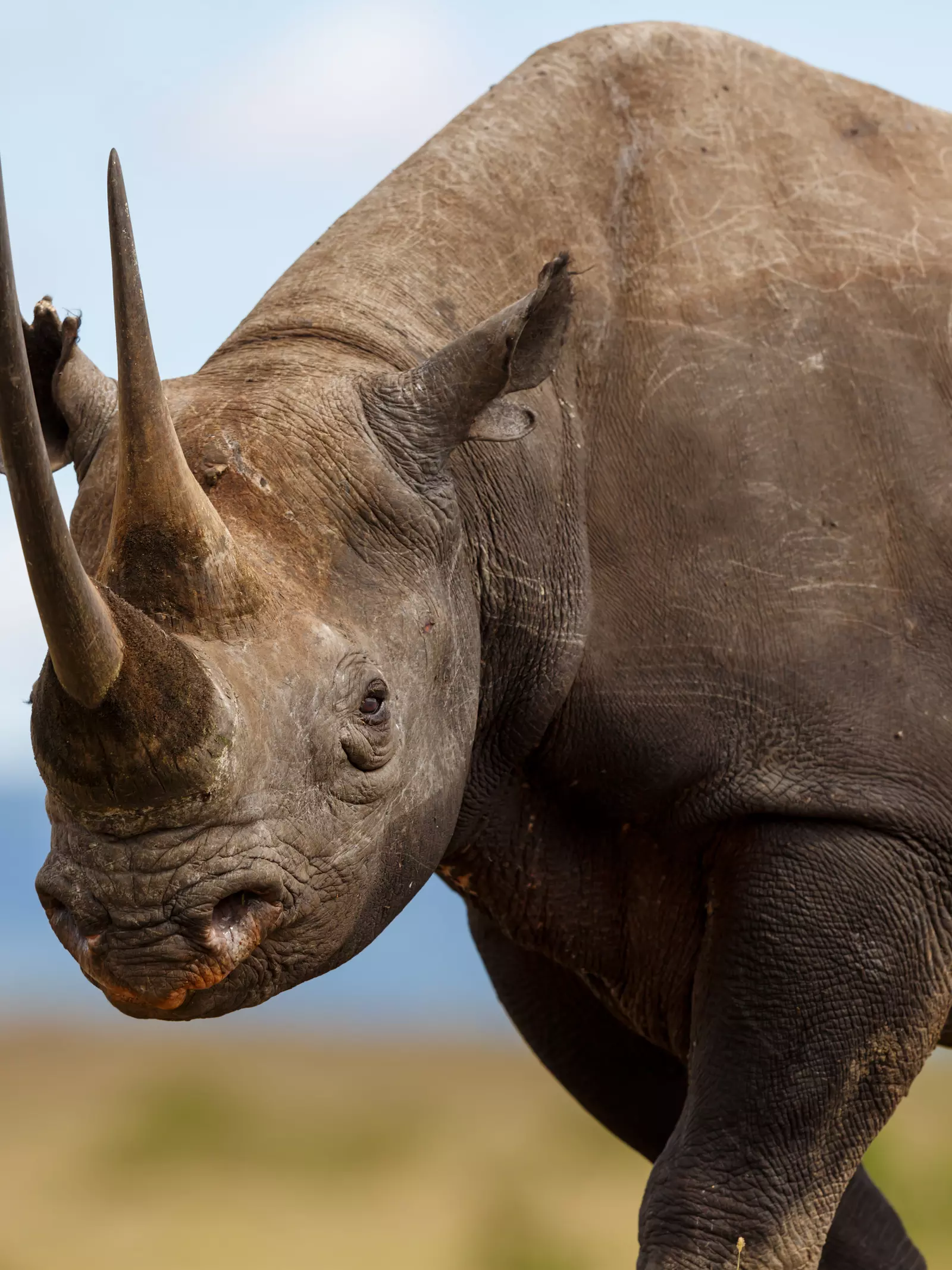 Black rhino, hooked up lip can be seen which is main difference with white rhino