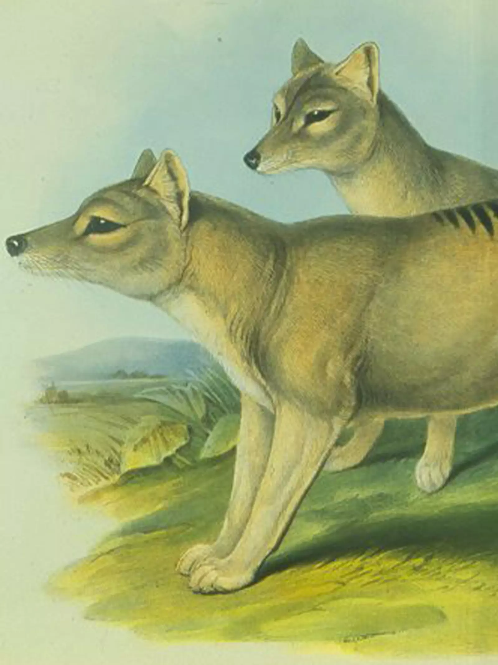 Thylacine or Tasmanian tiger drawing