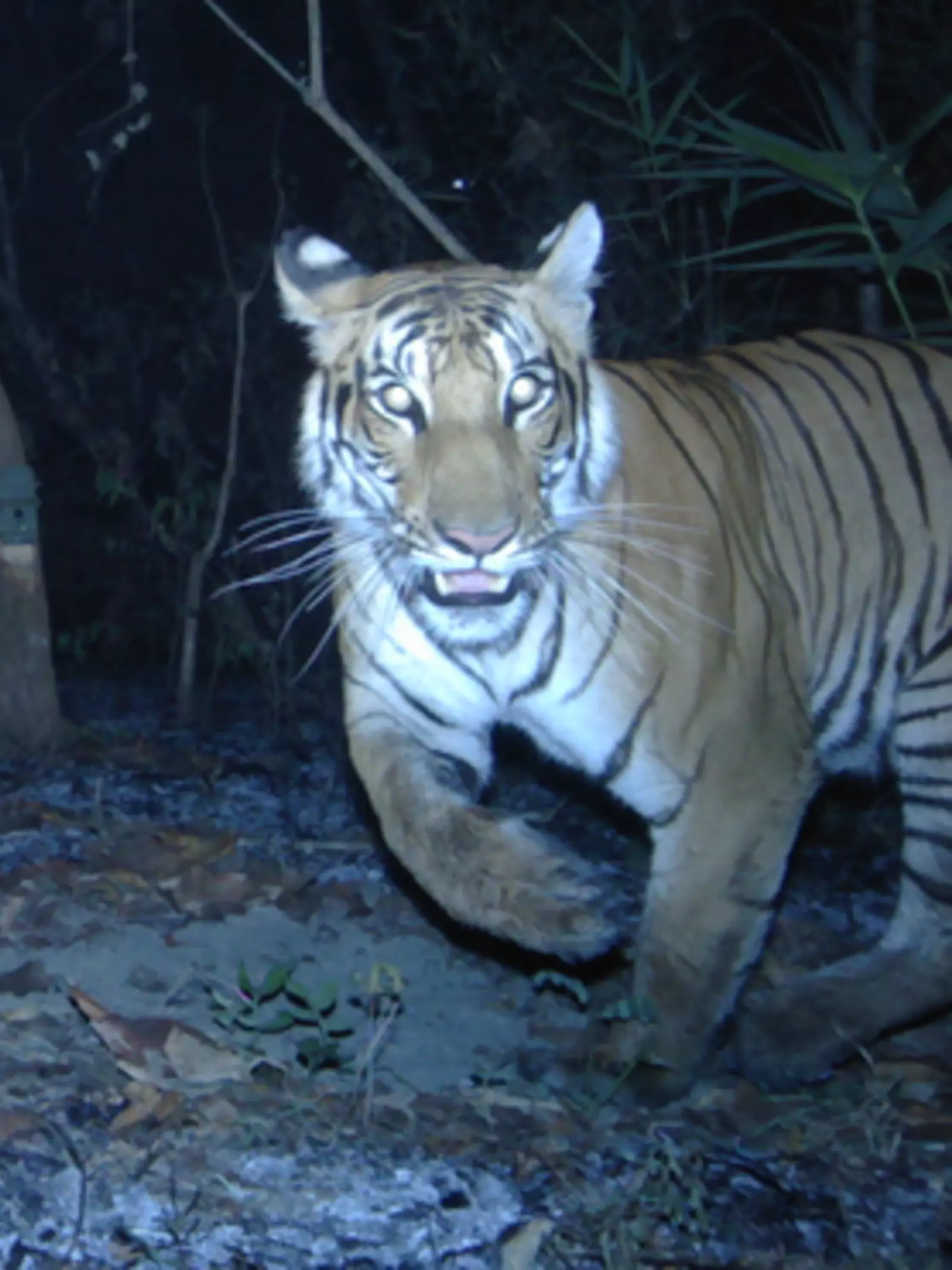 A tiger caught on a camera trap