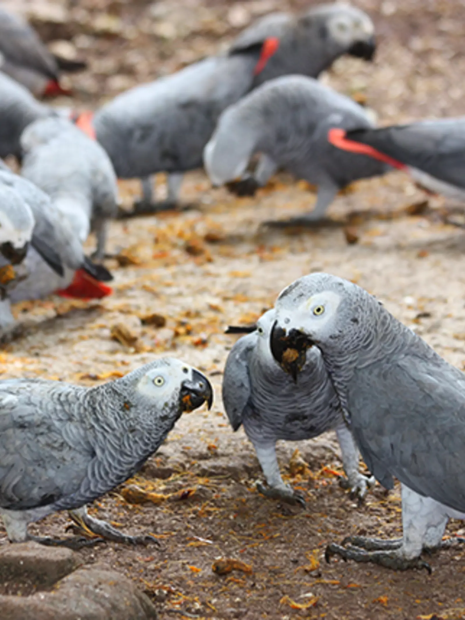 African grey parrots recovered from poachers 