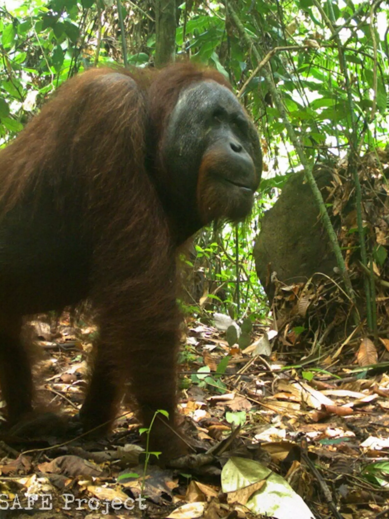 Bornean orangutan in camera trap Indonesia 