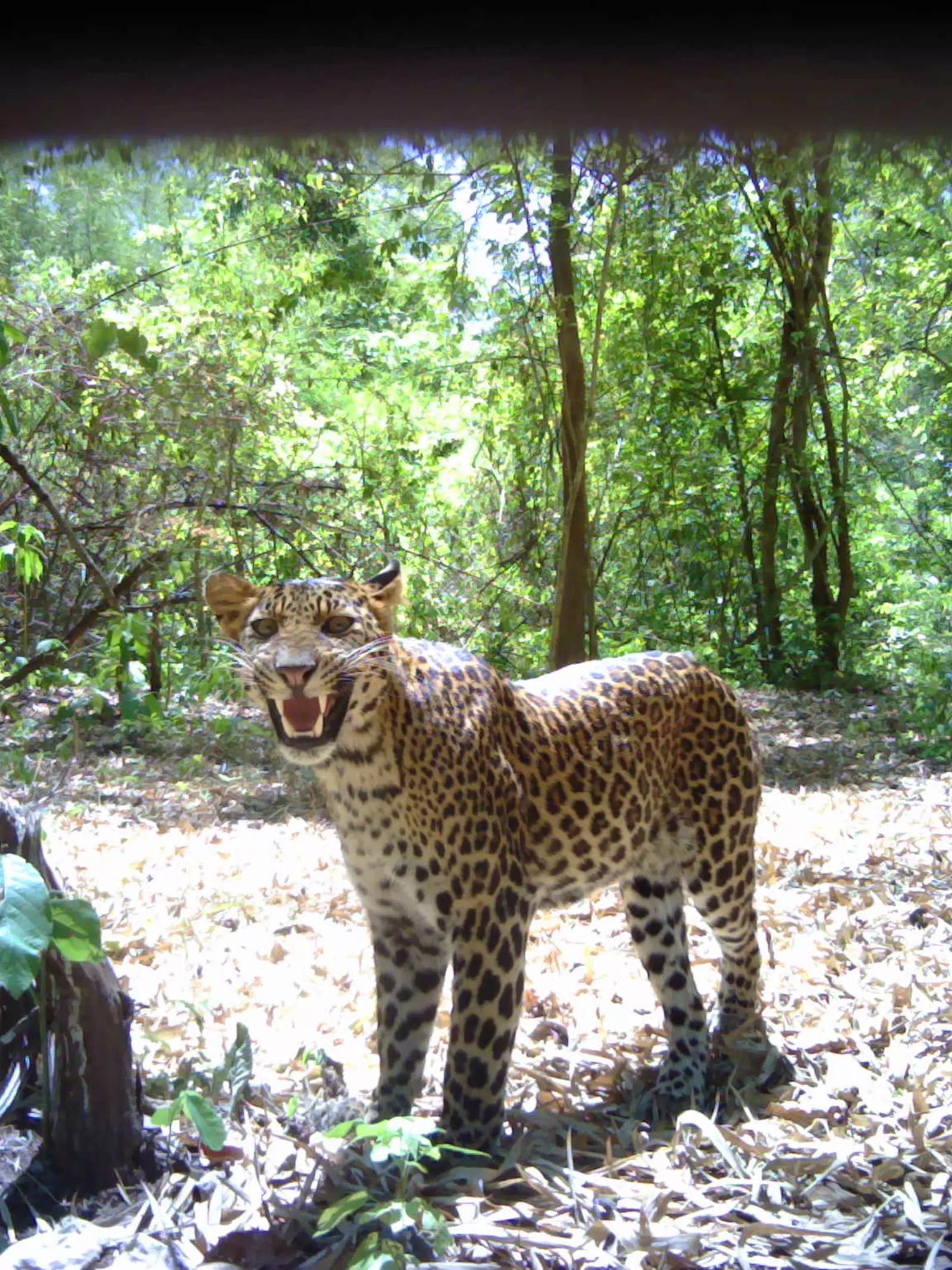 Camera trap image of leopard sniffing baited scent station in Thailand