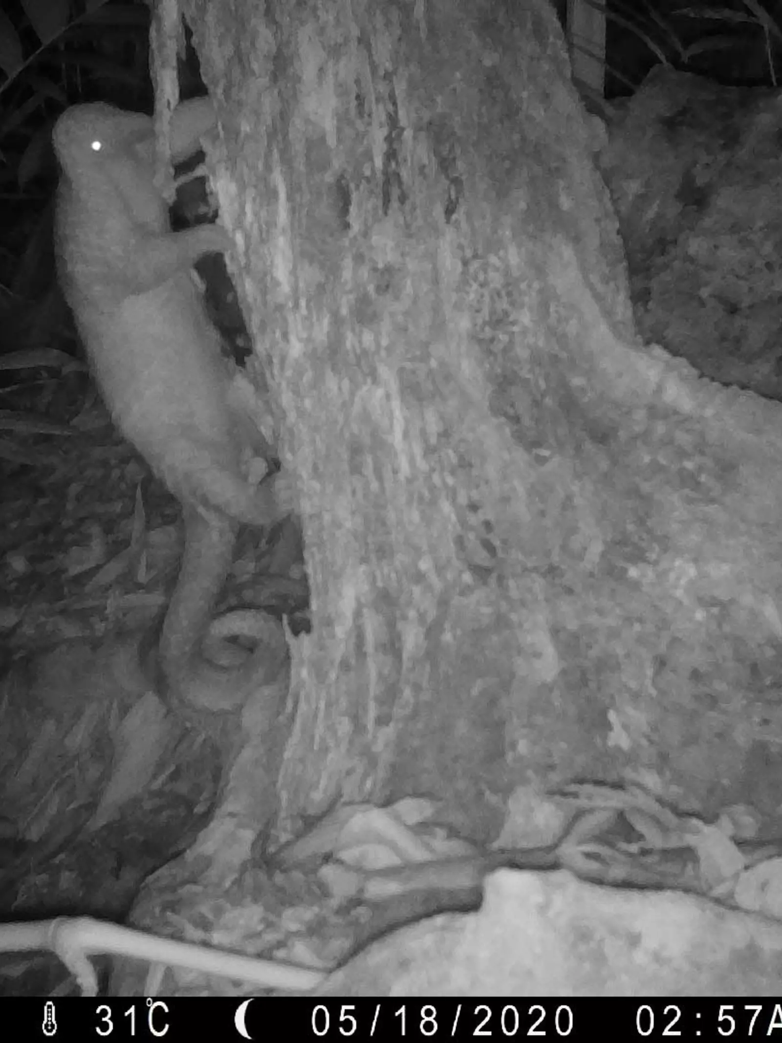 Pangolin caught on camera trap at night