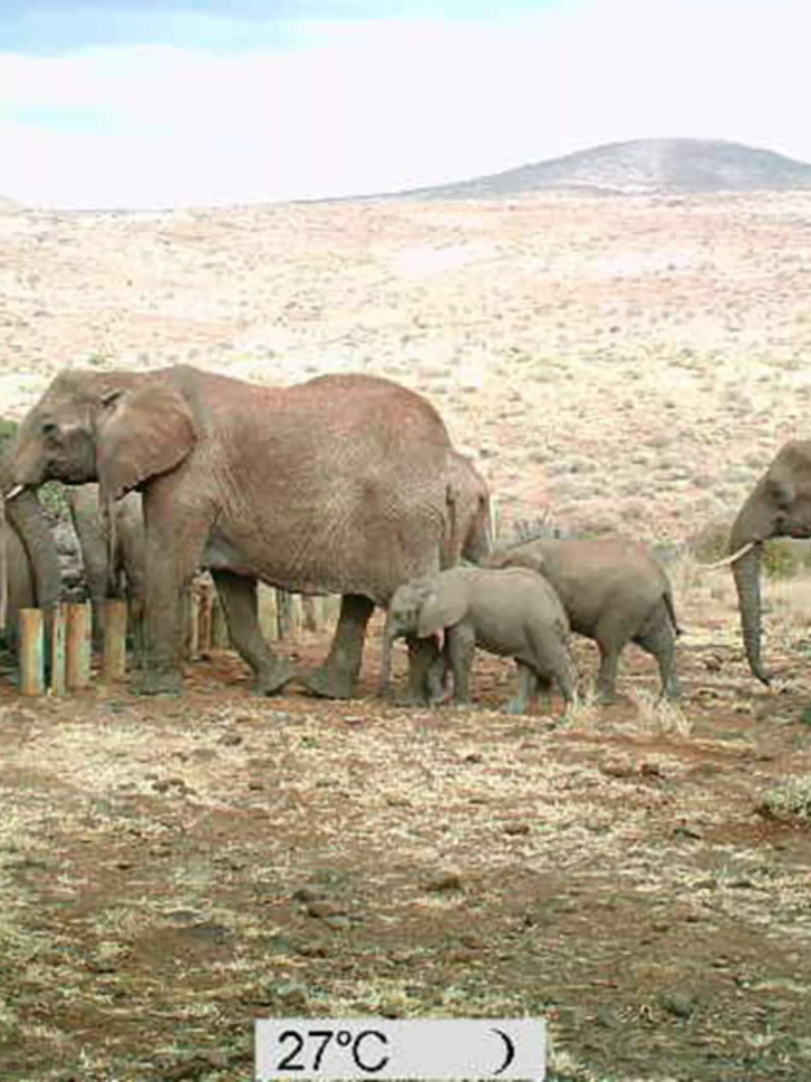 Elephant herd in camera trap