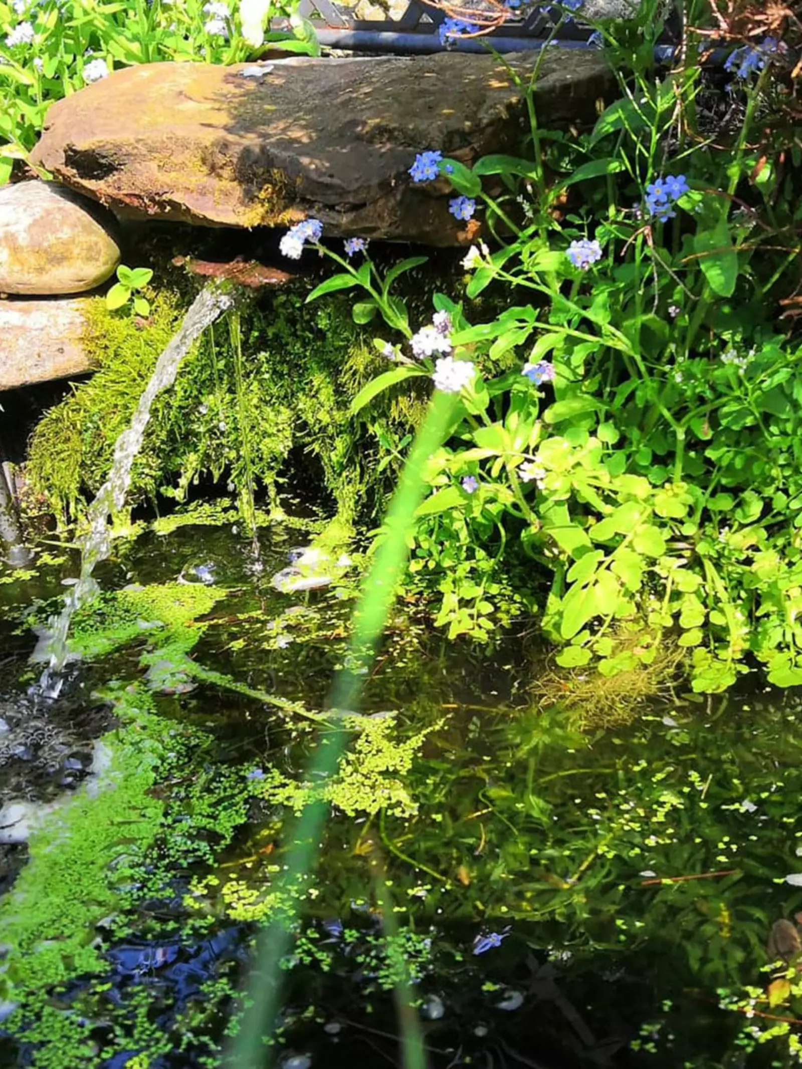 Small wildlife garden pond with a fountain