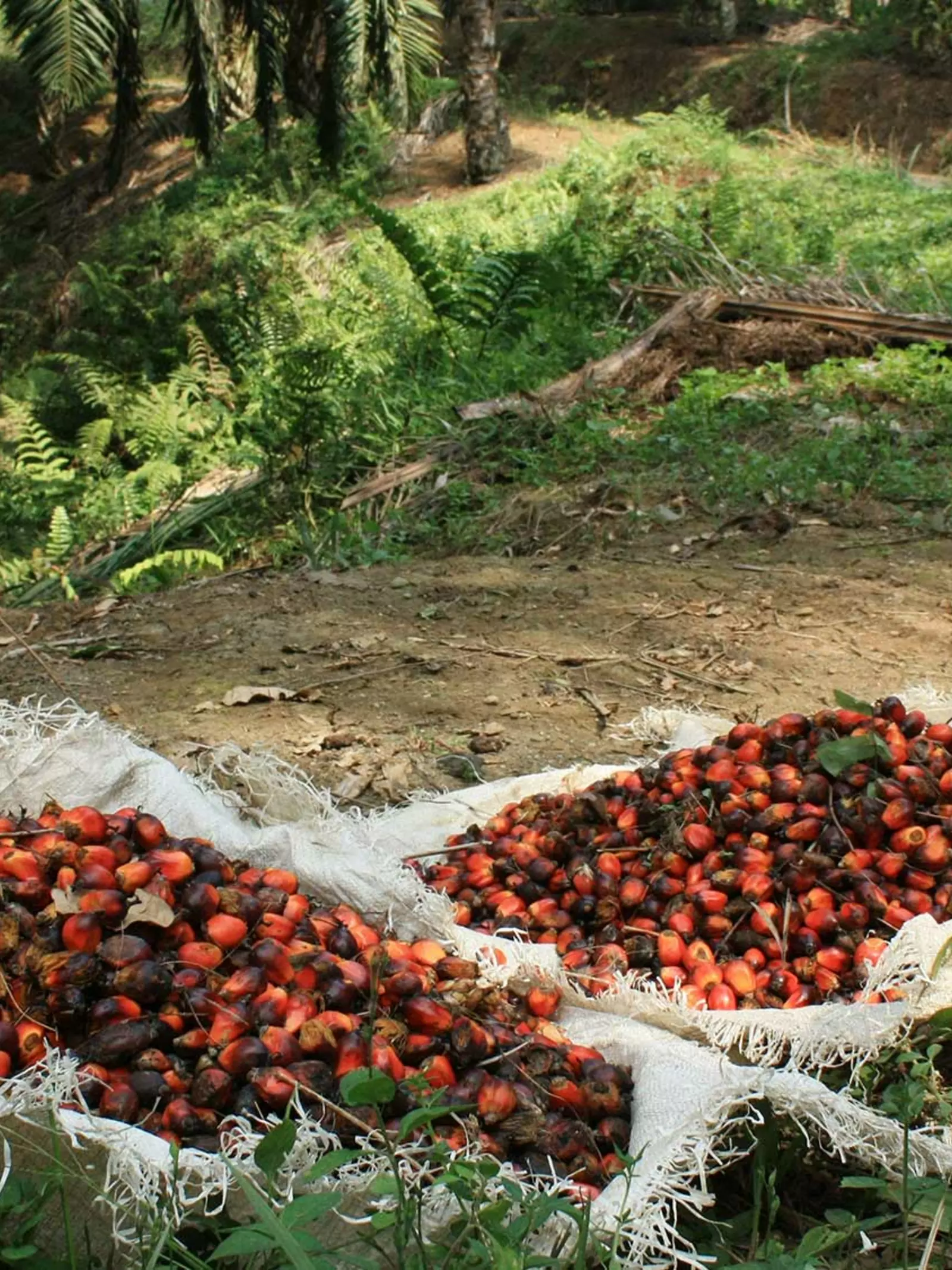Fresh palm oil fruit in piles in Indonesia