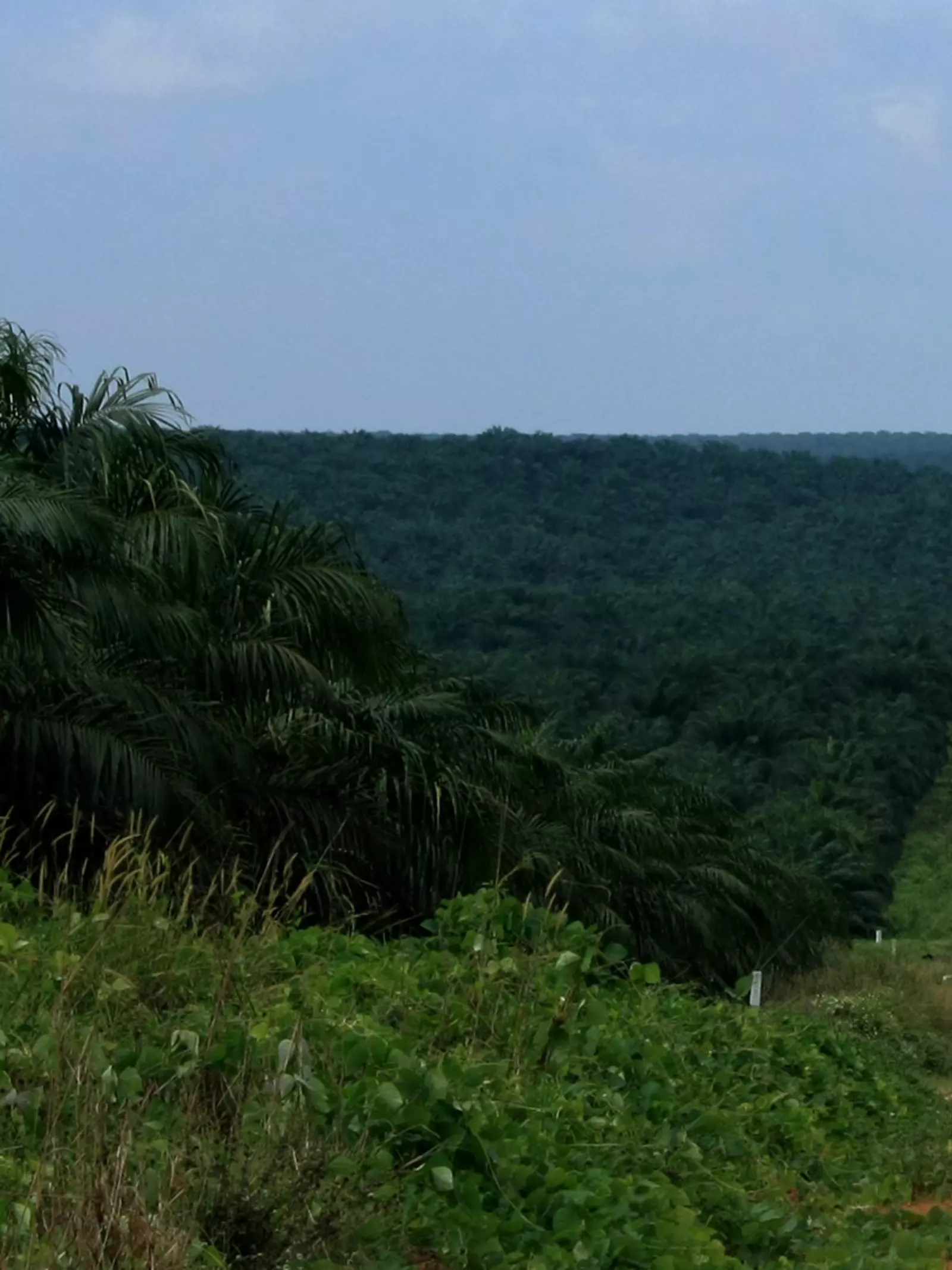 Indonesia road through oil palm landscape