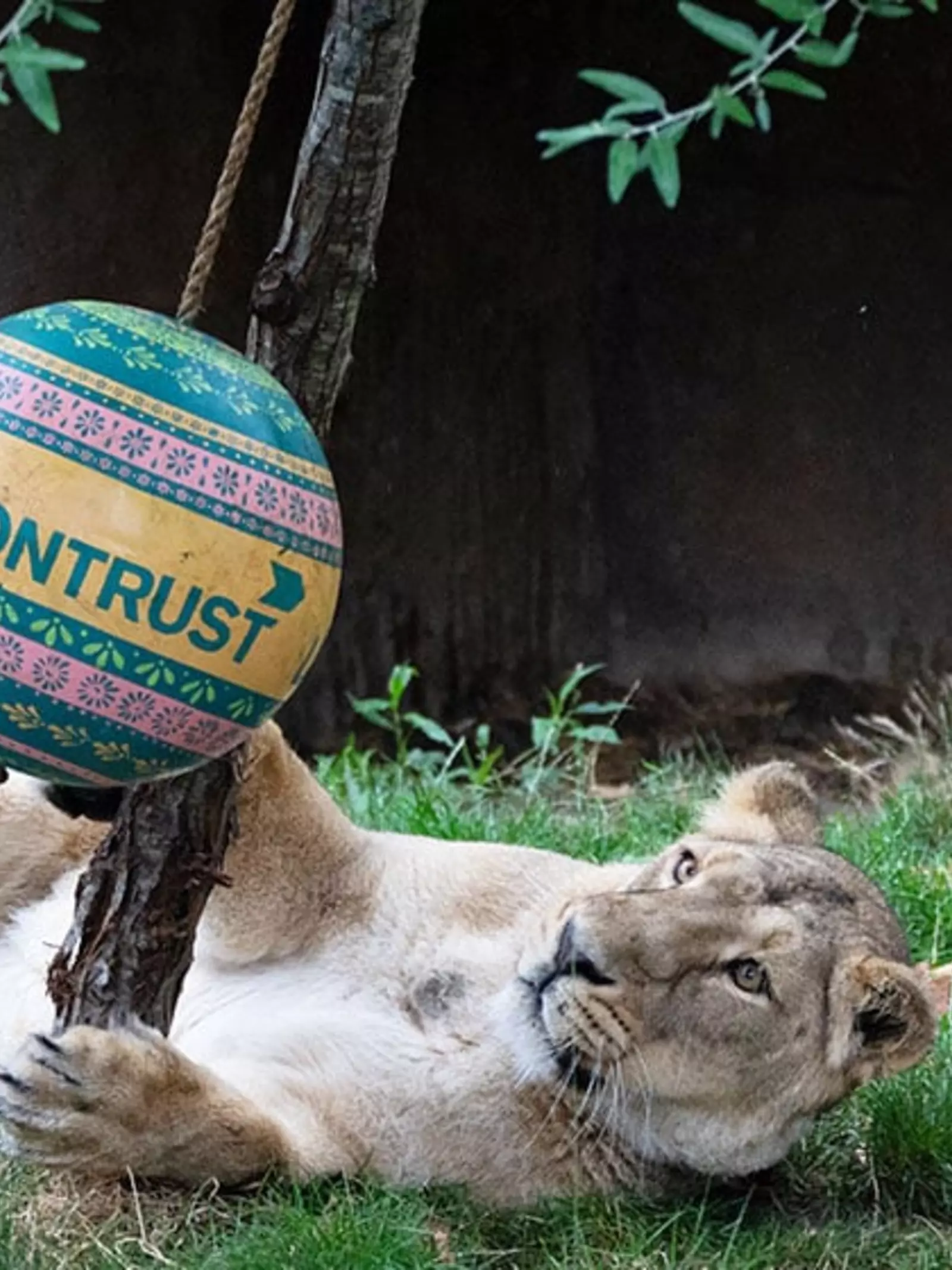female lion at london zoo with branded liontrust toy