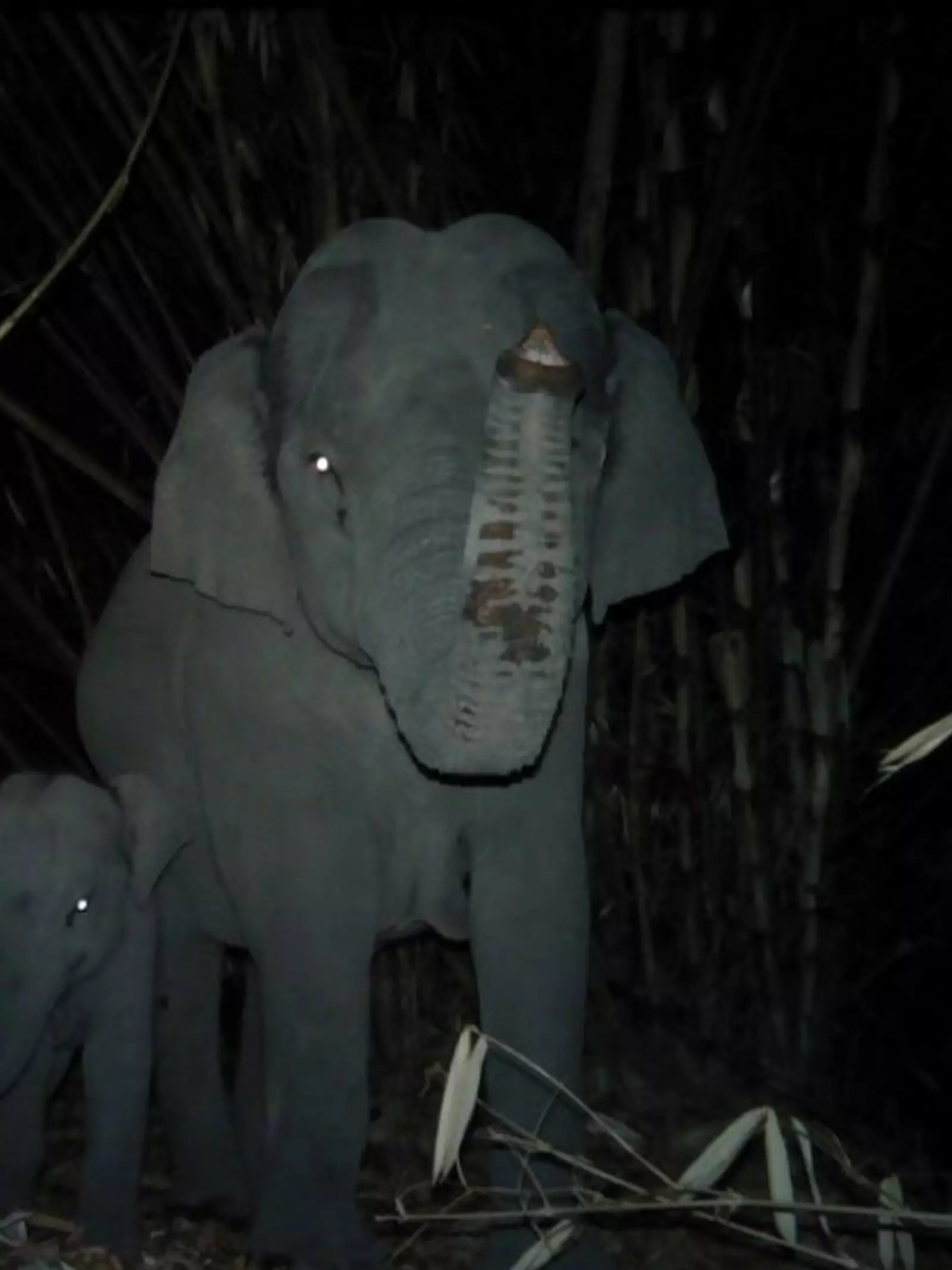 An elephant and calf in the night walking in the forest