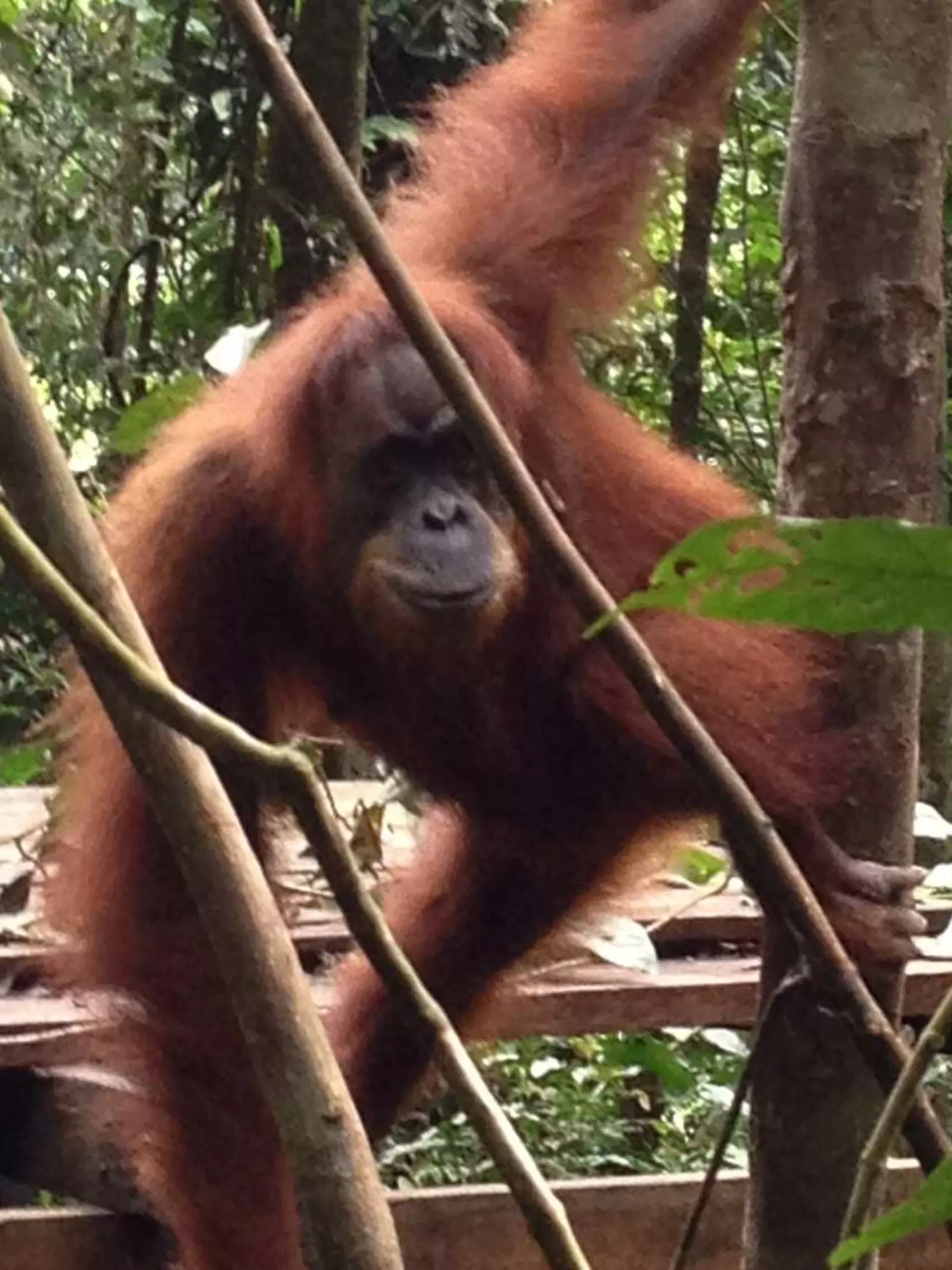 Orangutan climbing a tree pictured from a camera trap