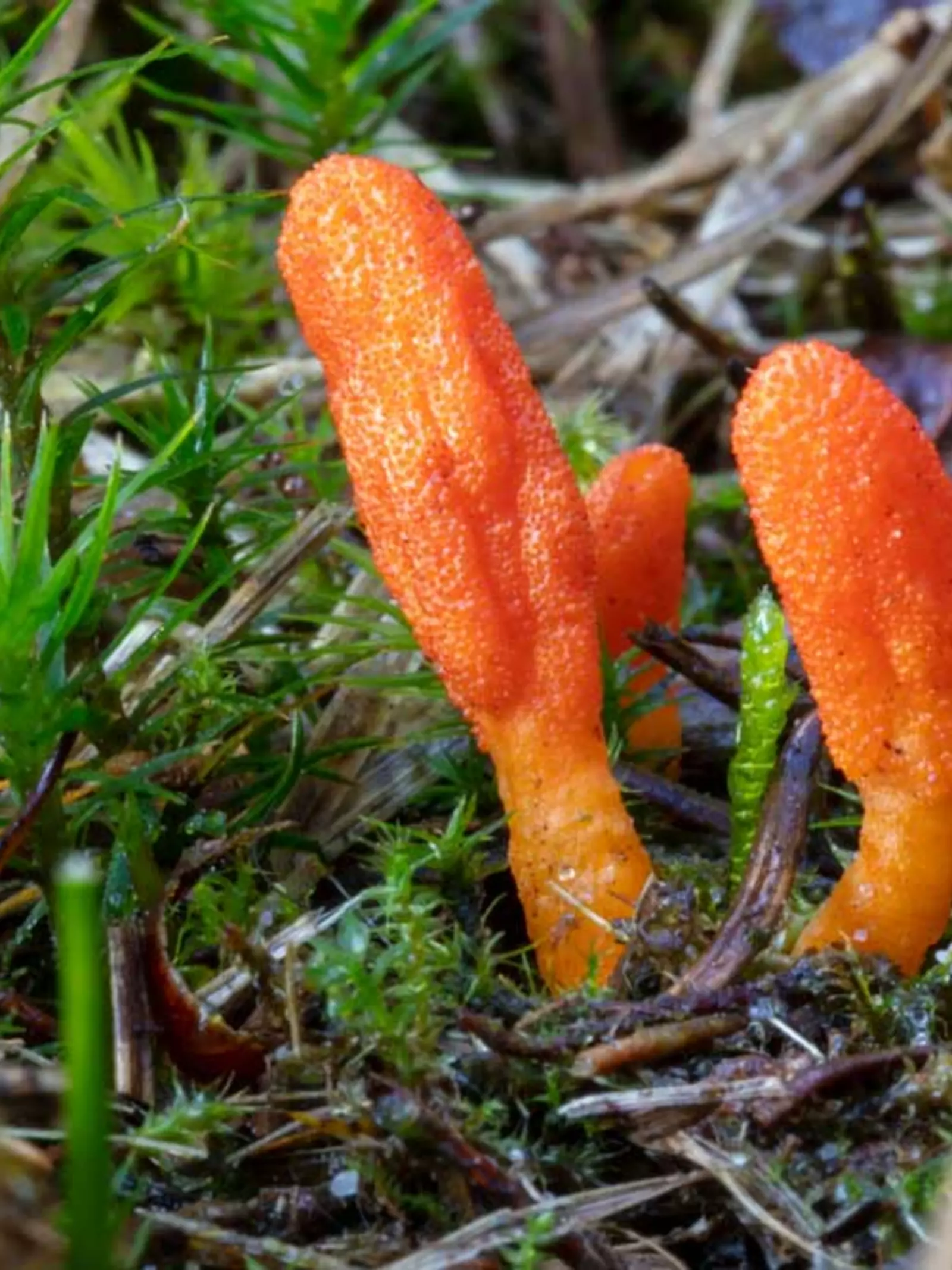Colourful orange wild fungus