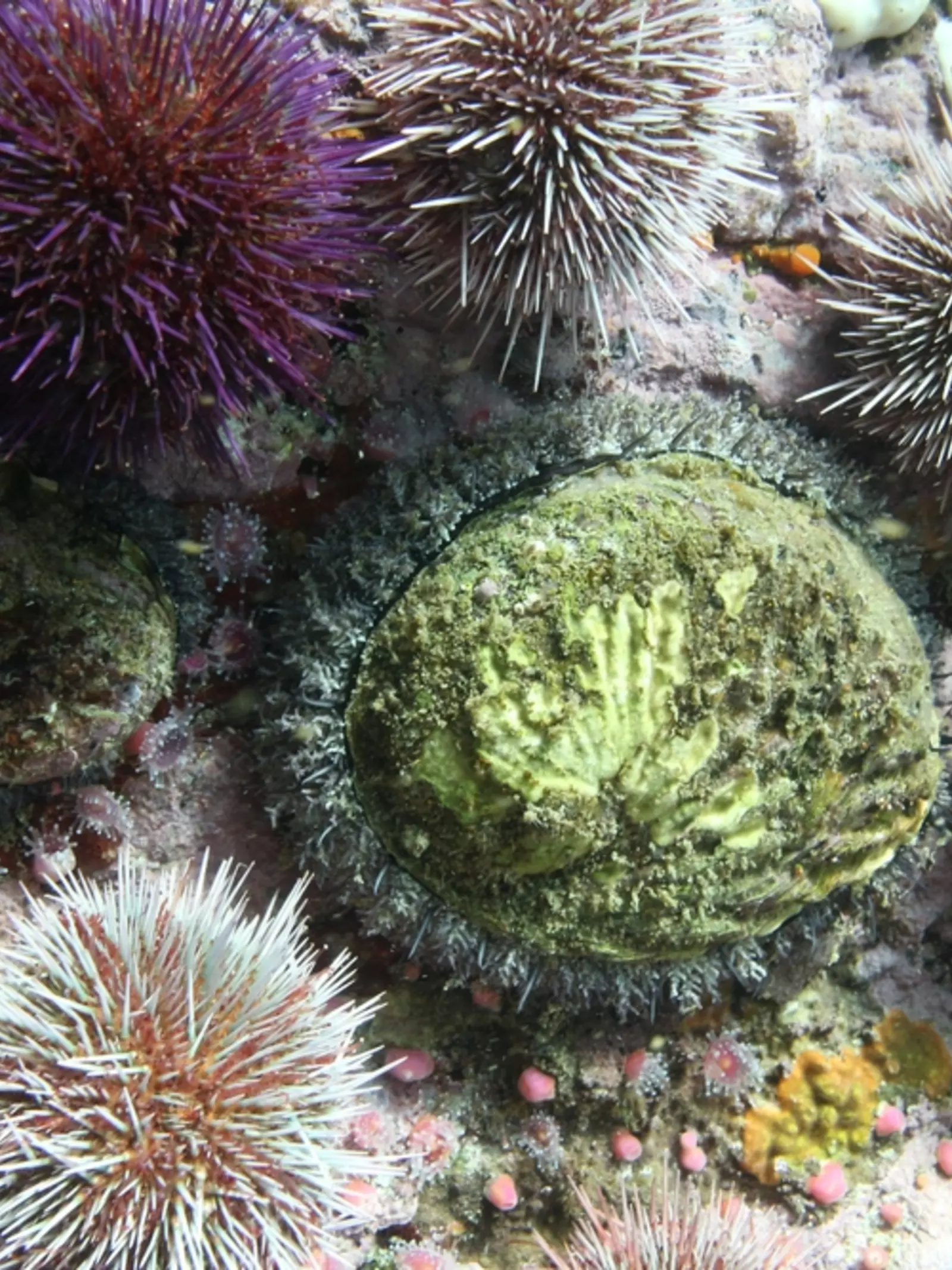 A living abalone surrounded by other marine life.