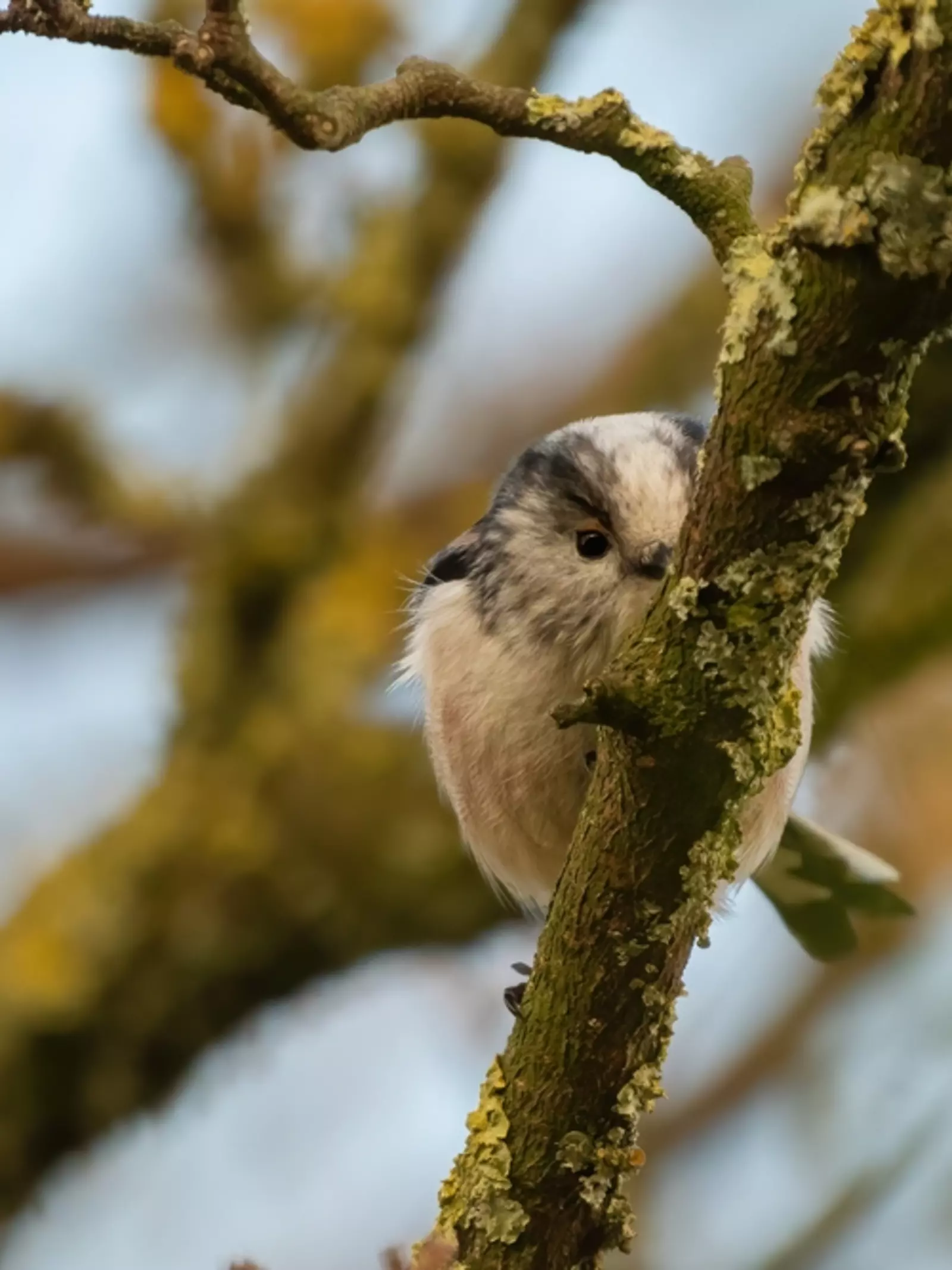 Long tailed-tit peeking from behind branch 