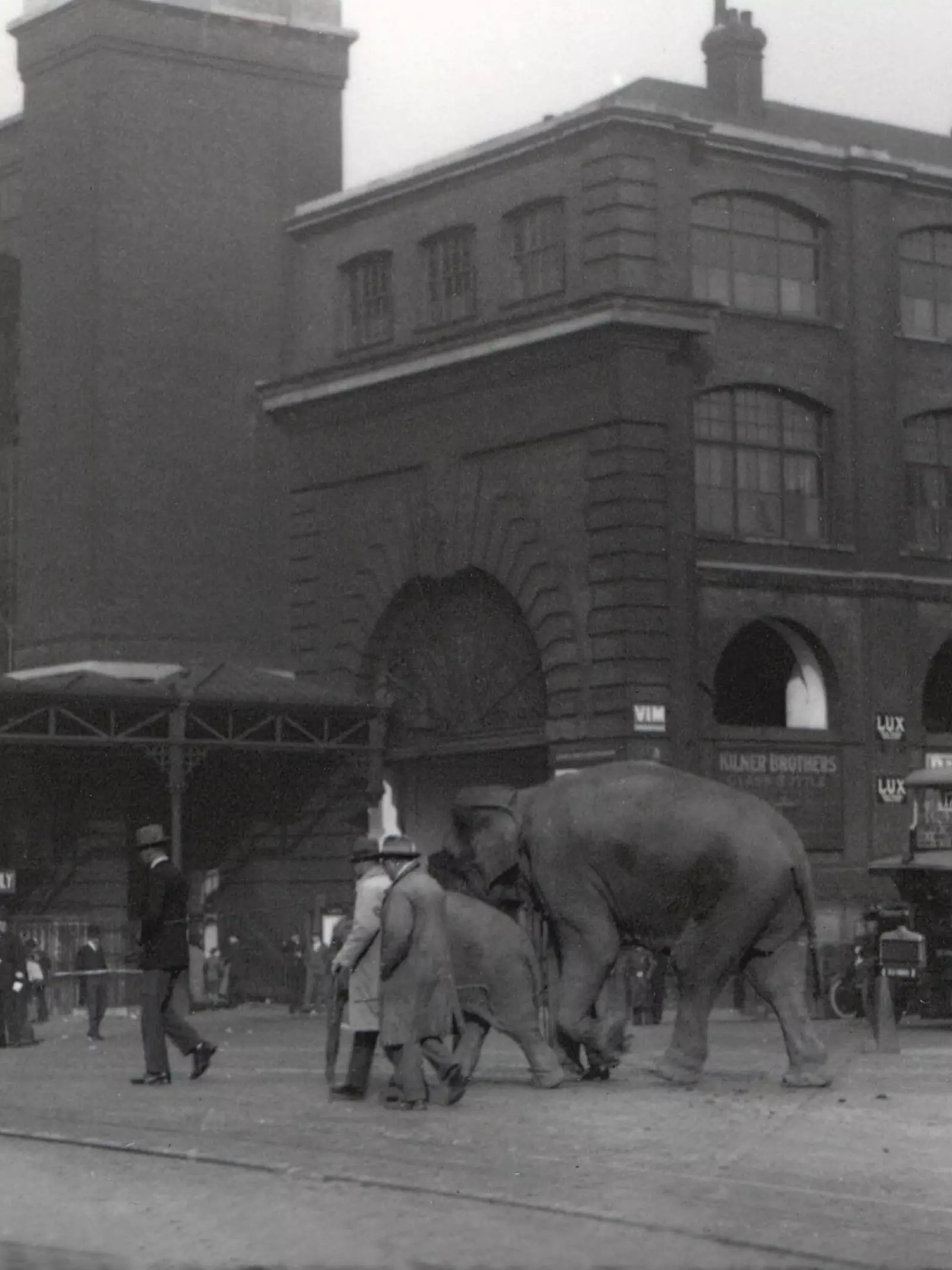 Elephants walking from docks past Kings Cross, Sep 1927