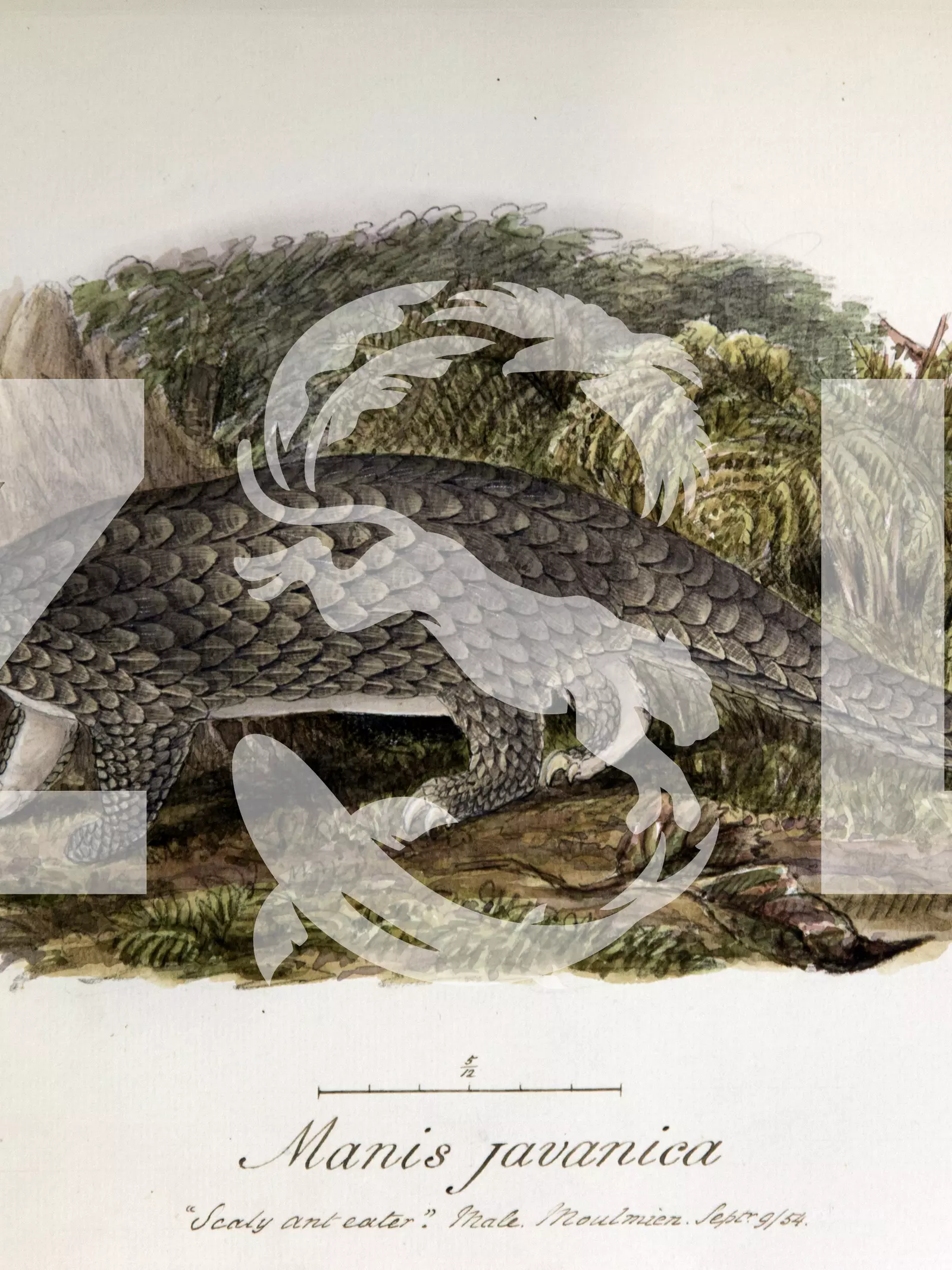 Drawing of a scaly anteater in the manuscripts of Samuel Richard Tickell 'Animals of India', 1833-72.