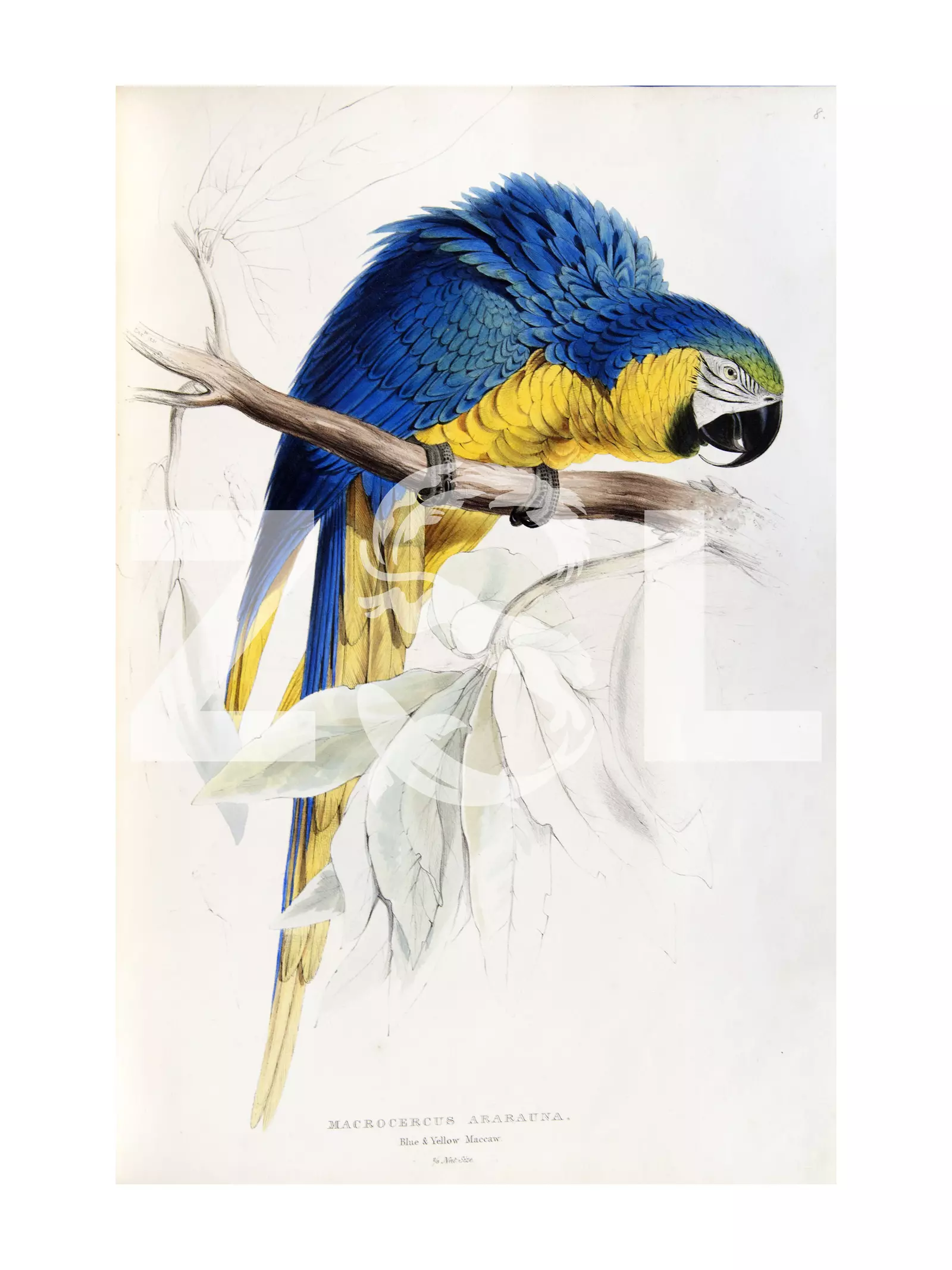 Lithograph of blue and yellow macaw by Edward Lear in 'Illustrations of the family of Psittacidae, or parrots,...', 1832.