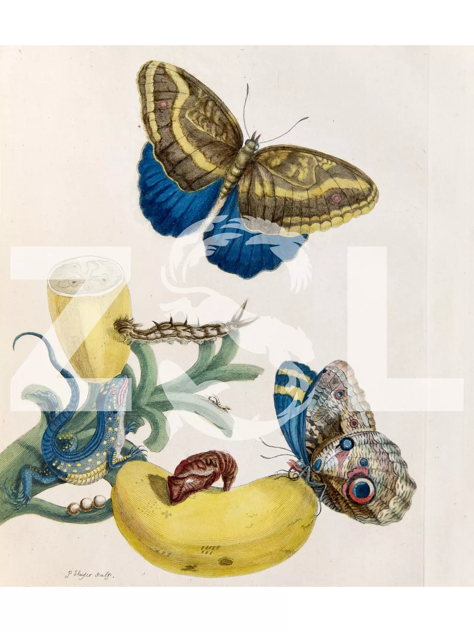 Engraving of Banana with teucer owl butterfly and rainbow whiptail lizard in Maria Merian's 'Dissertation sur la génération et les transformations des insectes de Suriname...', 1726.
