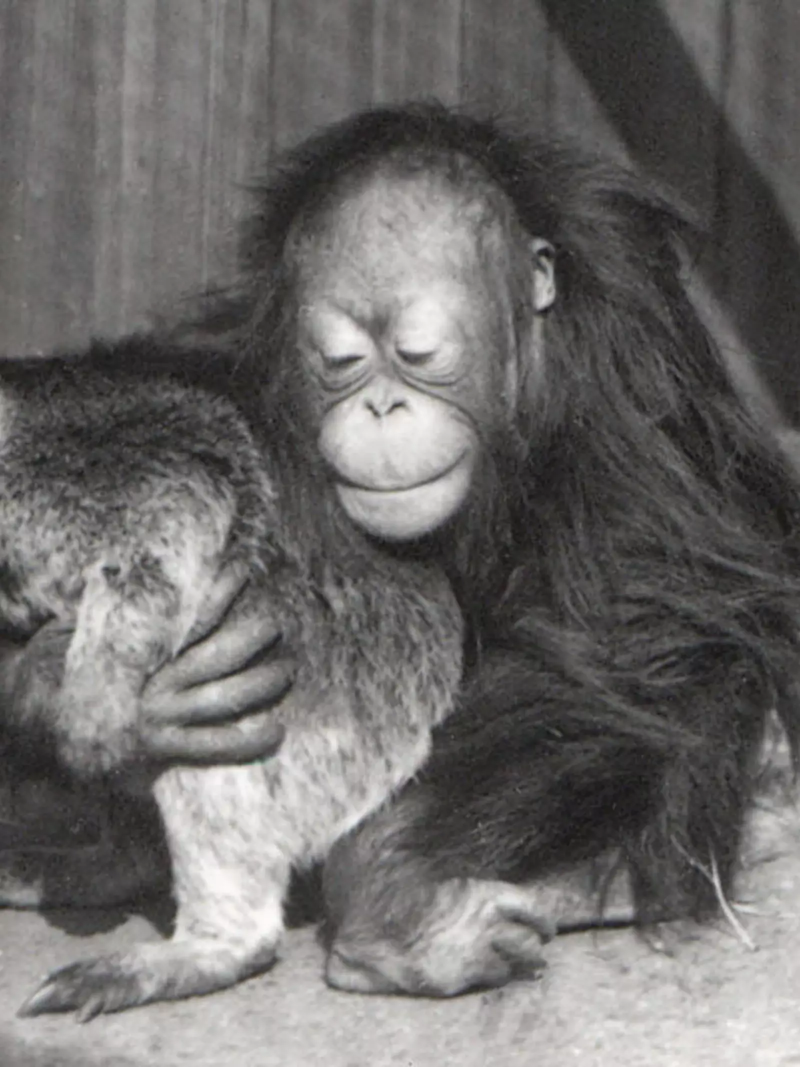 Orangutan and Tree Kangaroo, 1927