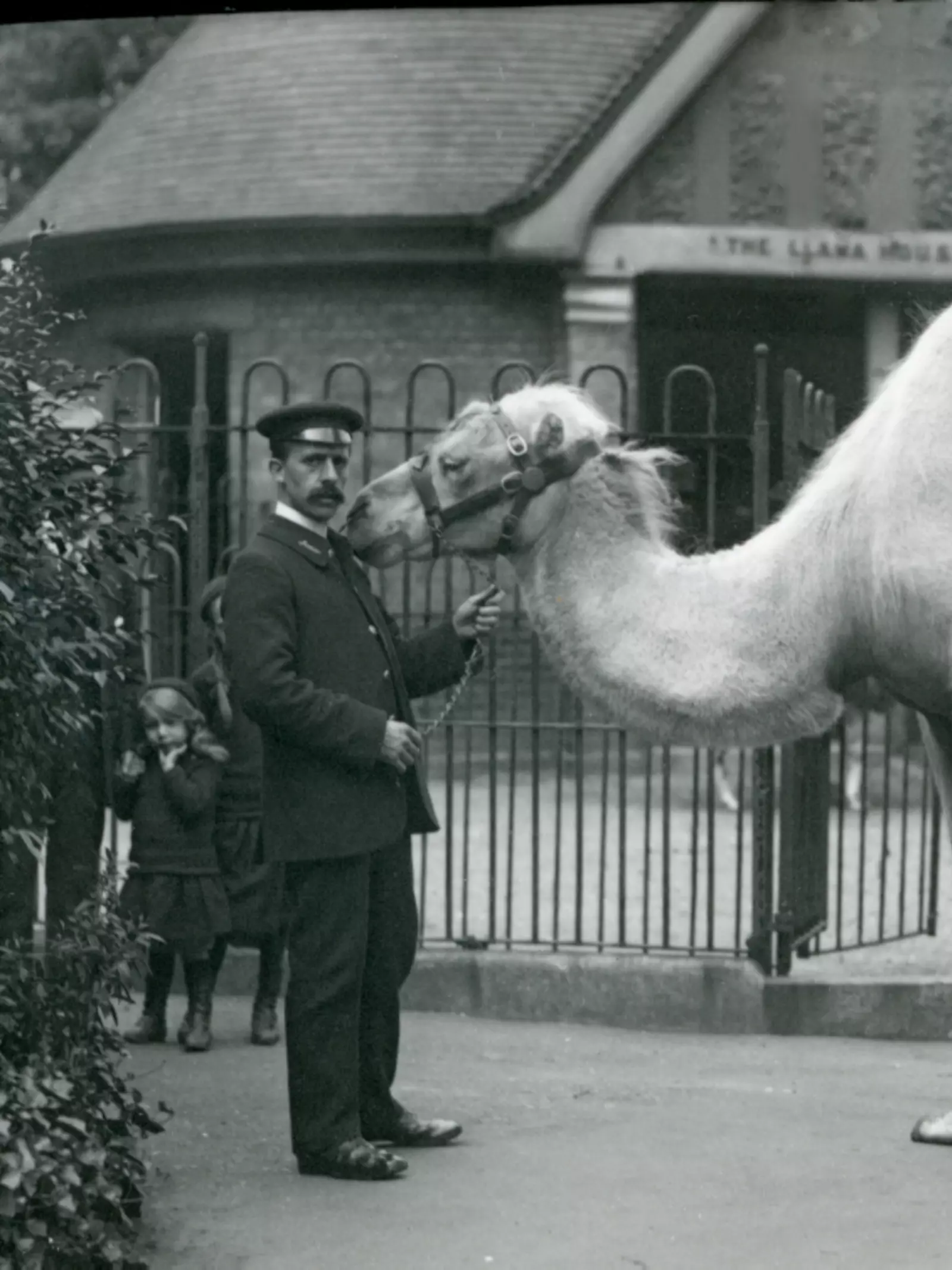 Keeper W. Styles, with Bactrian Camel, outside Llama House.