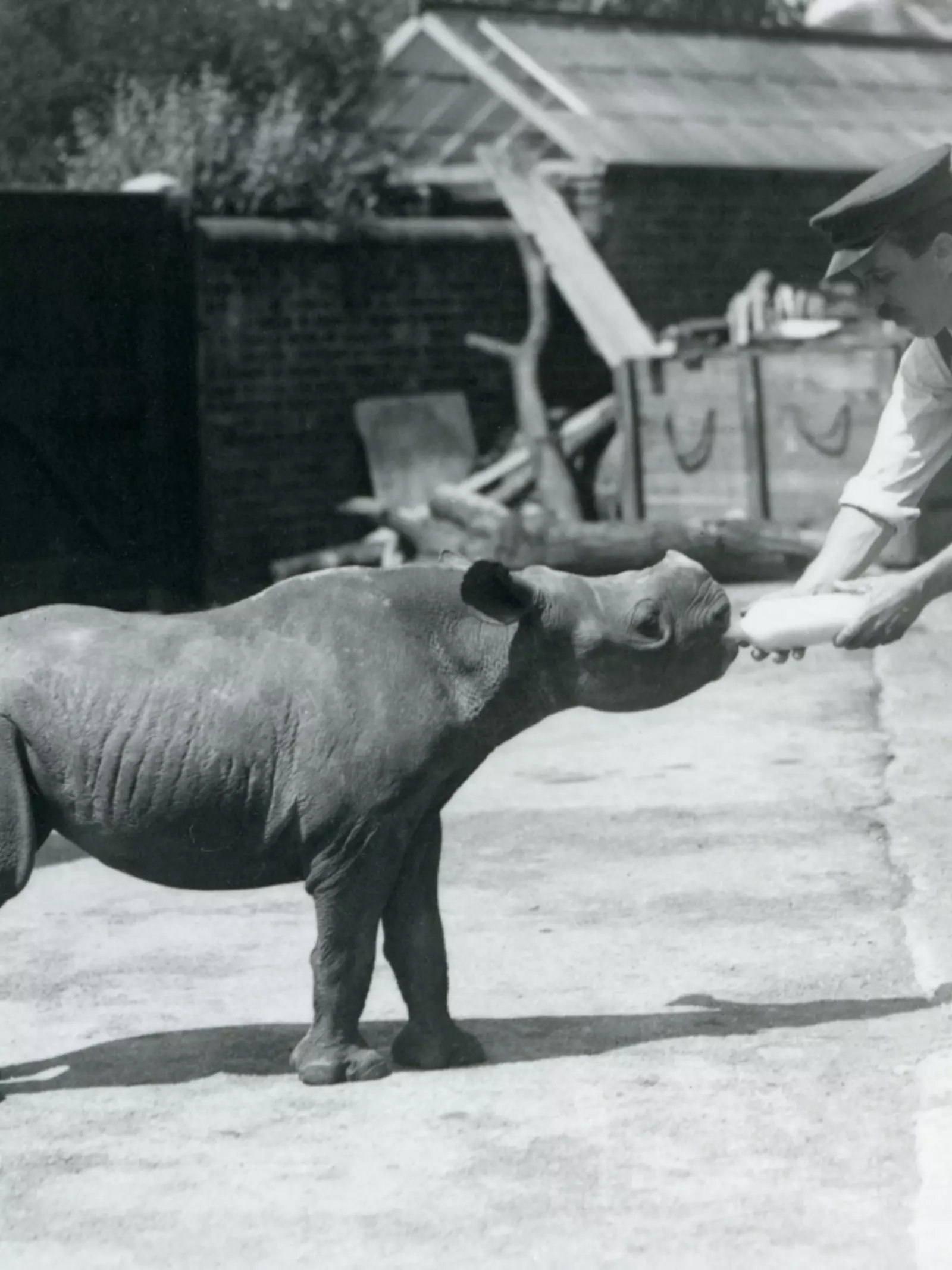 A black rhinoceros being fed