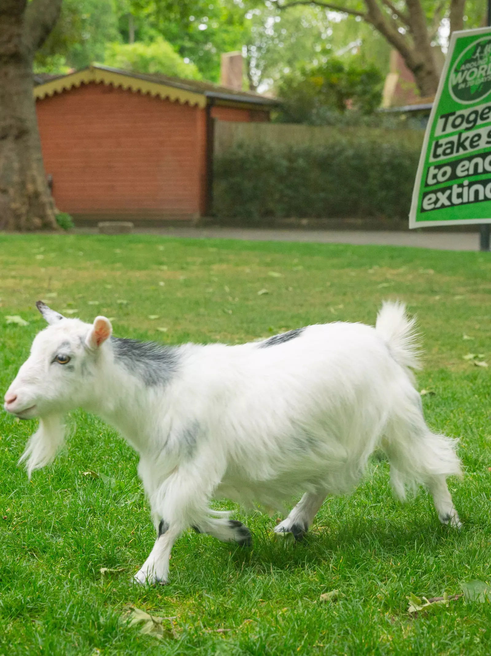 Pygmy goats practice their Around the World challenge at London Zoo 