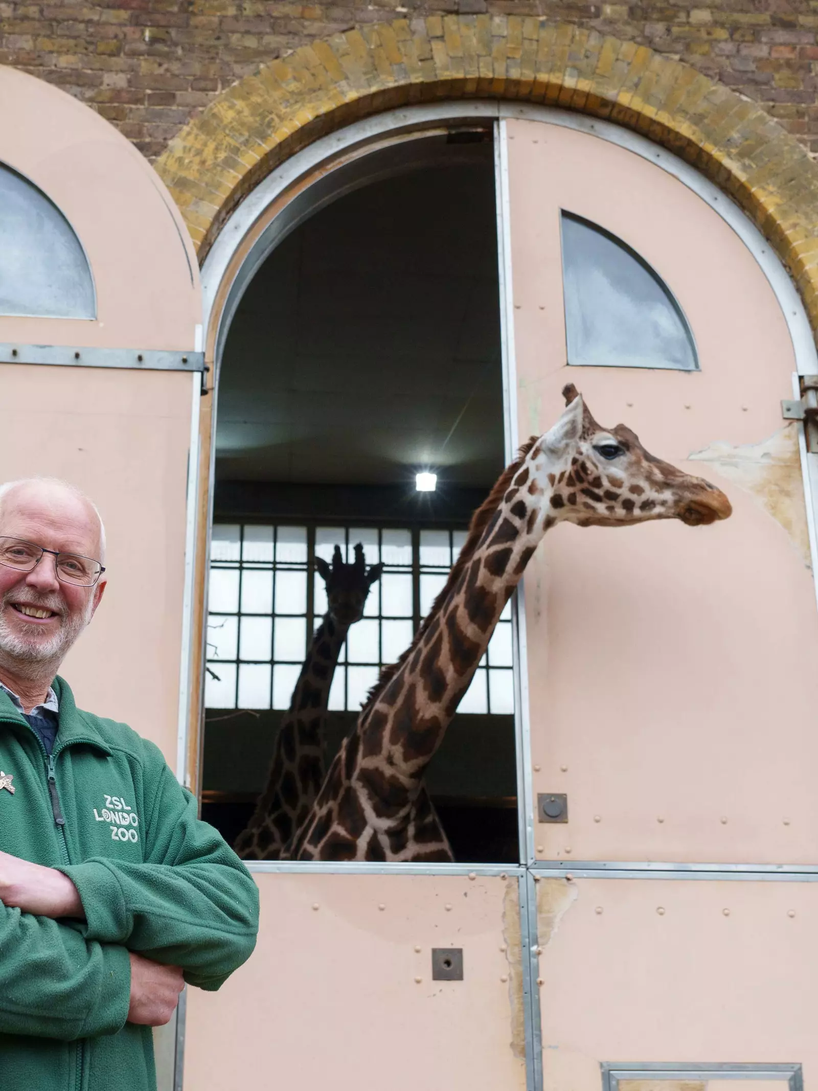 London Zoo volunteer at giraffes