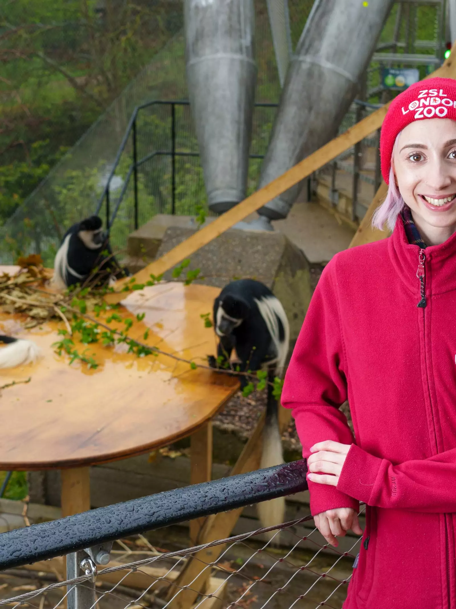 London Zoo volunteer at Monkey Valley with Colobus monkeys