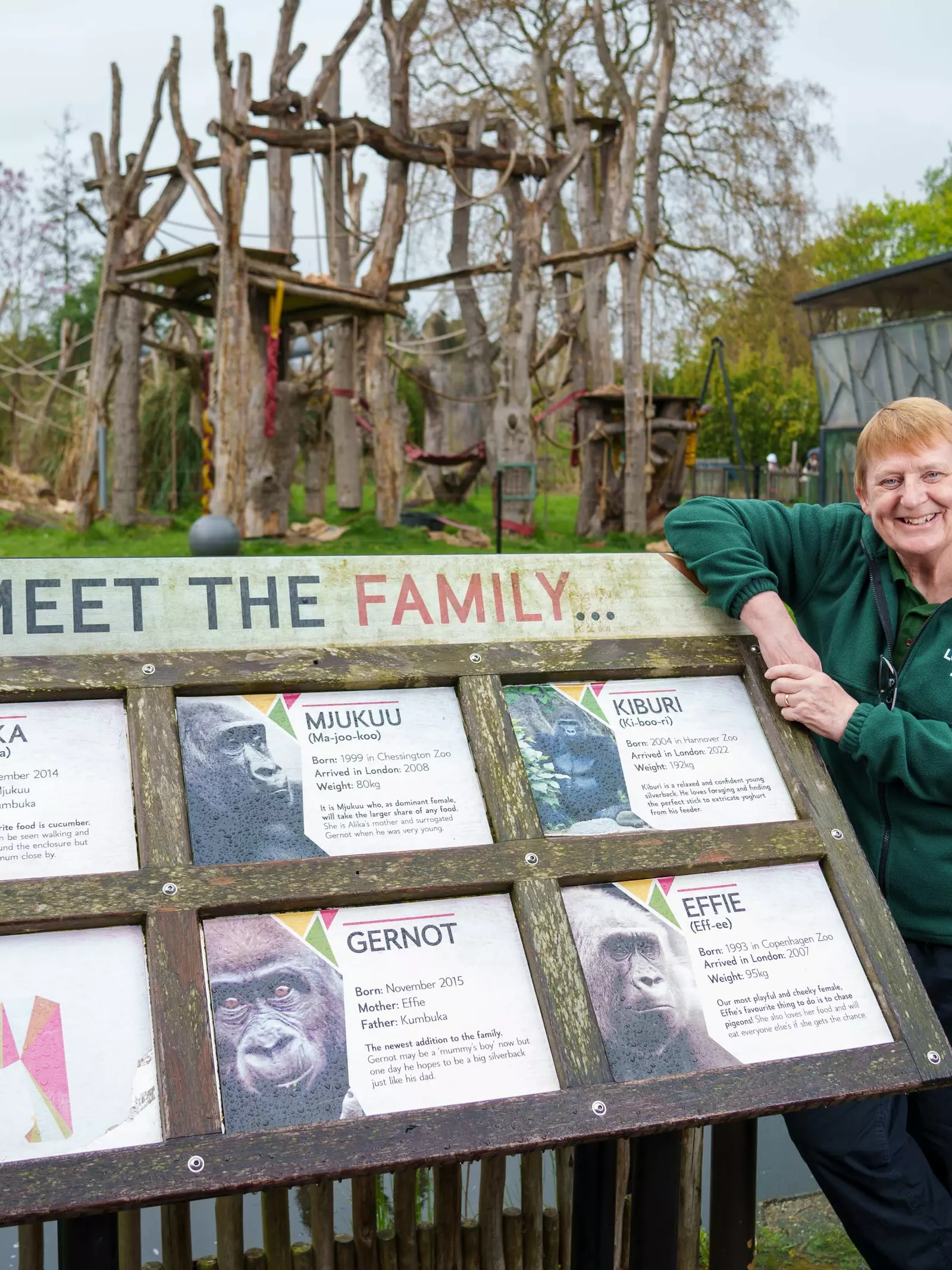 Shelia Smith, London Zoo volunteer at Gorilla Kingdom