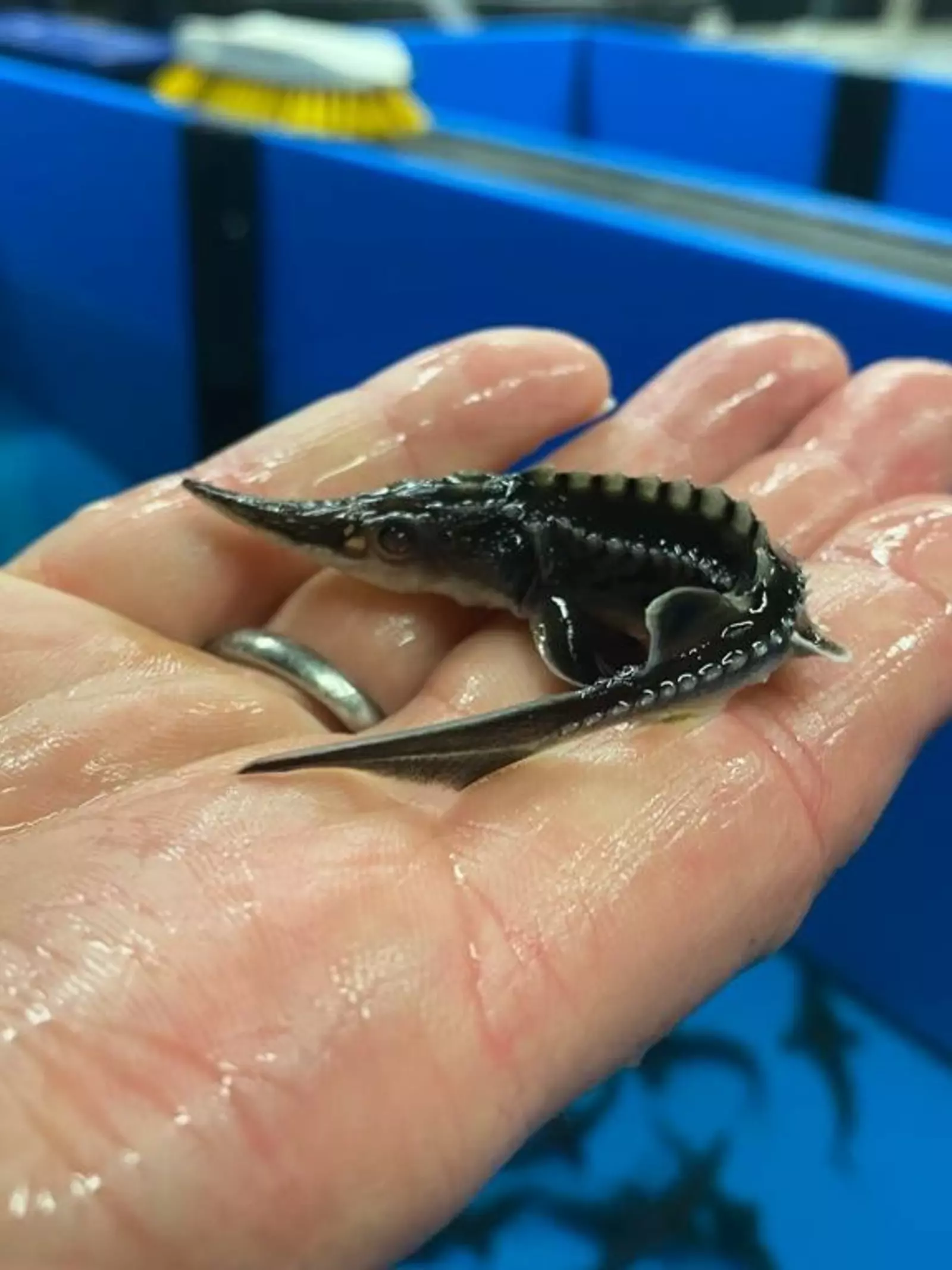 Juvenile sturgeon, in the palm of a conservationists hand