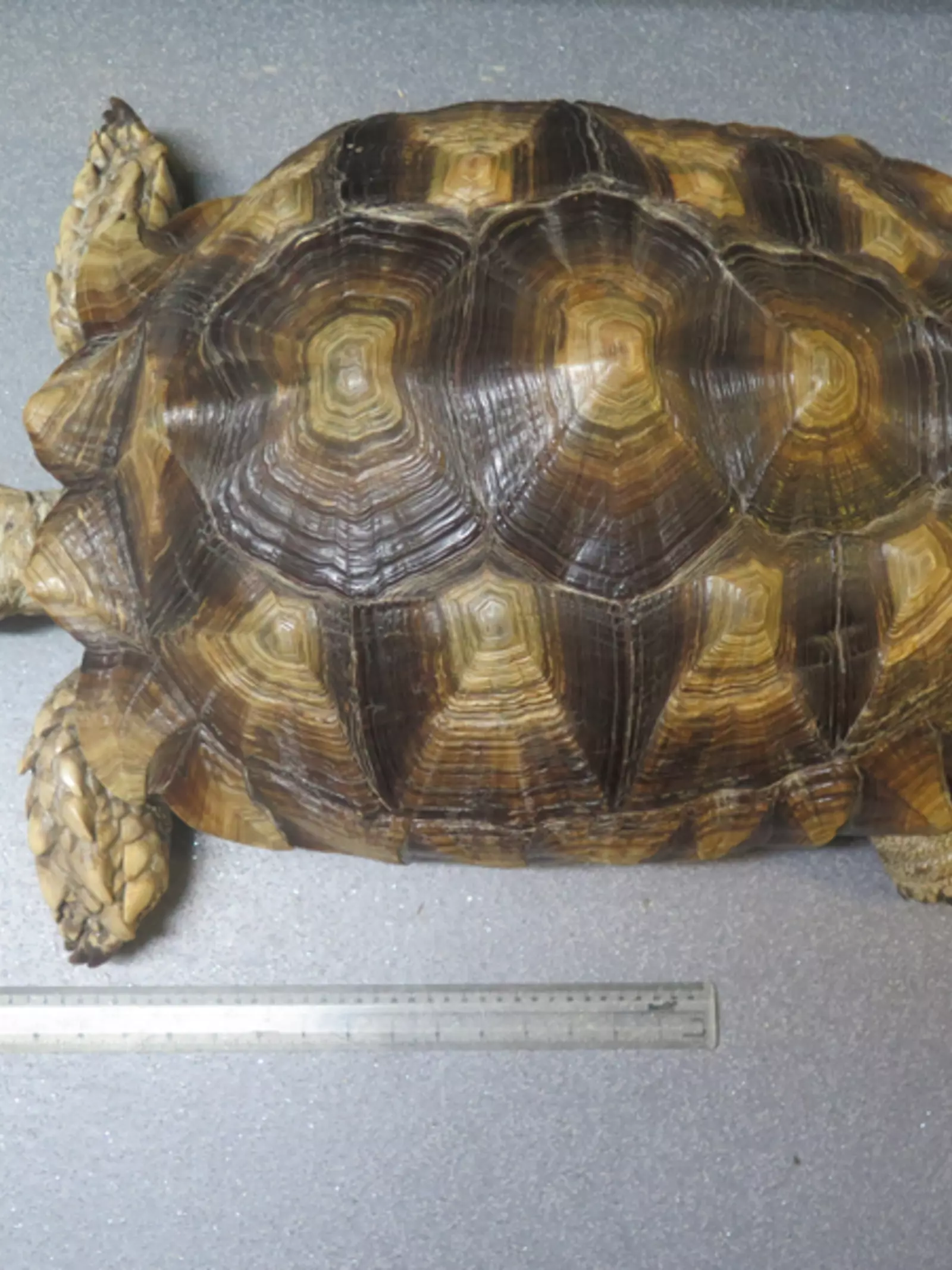 Spurred tortoise taxidermy 