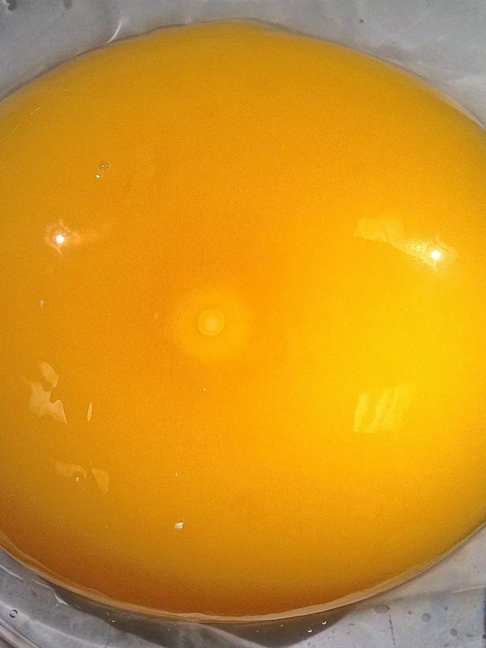Germinal disk on egg