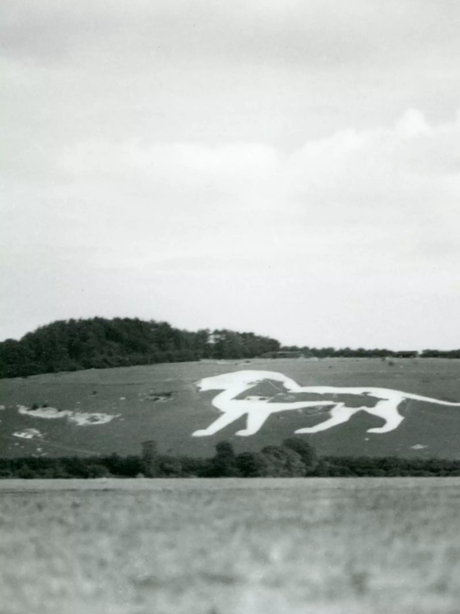 Black and white image of the white lion landscaping at Whipsnade Zoo in 1932