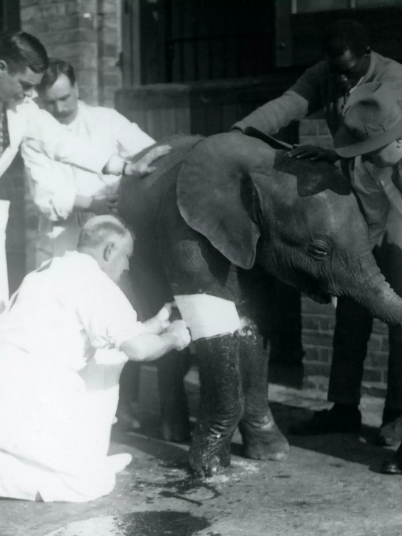 Black and white image of a Young Pygmy African Elephant 'Oojah' having plaster casts taken for splints 