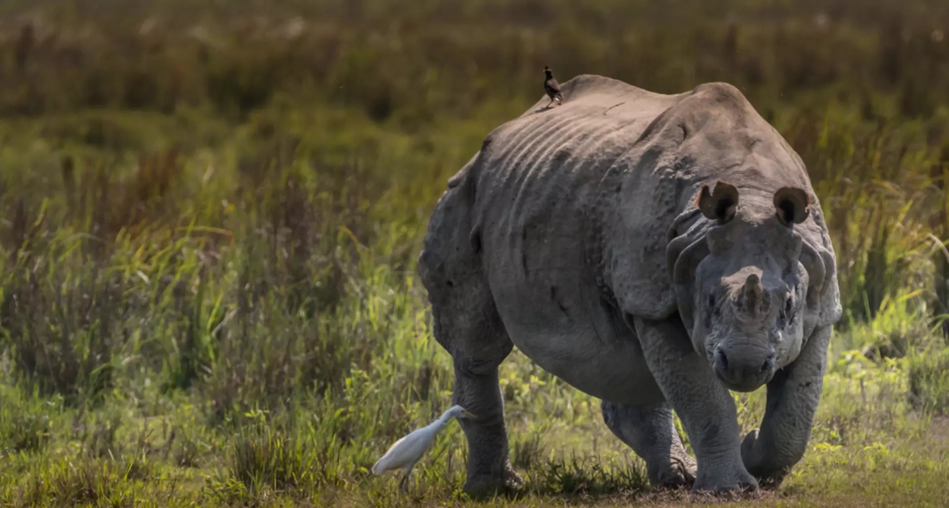 Greater one-horned rhino conservation | ZSL