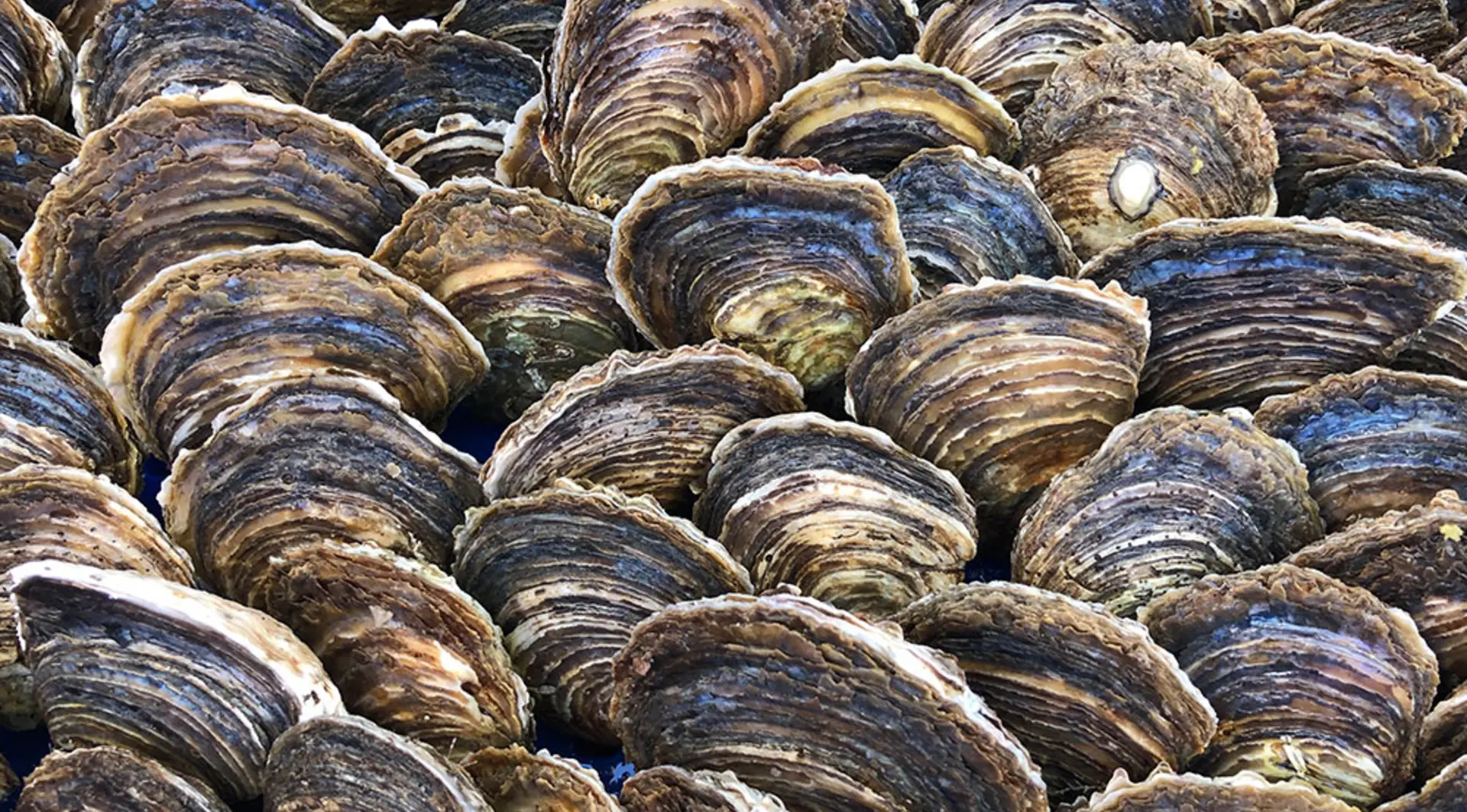 Oysters covering a surface like a mosaic 