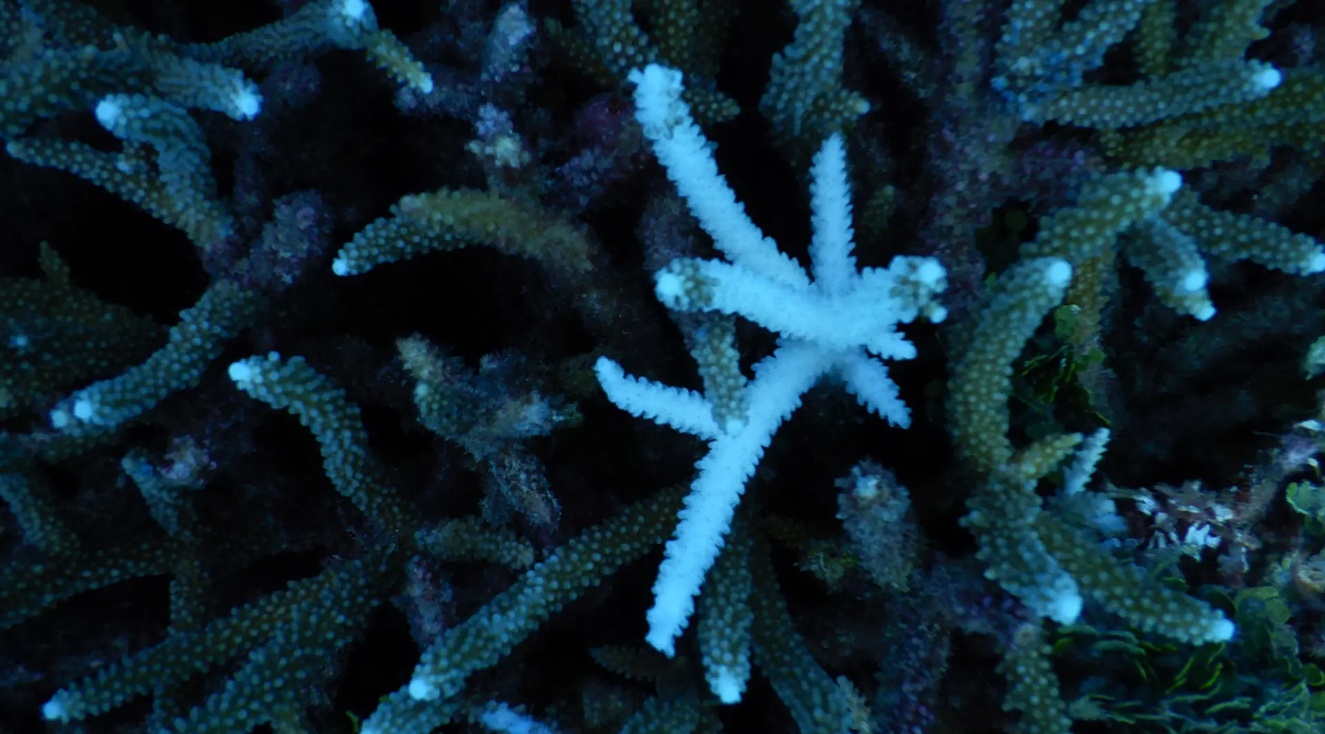 Close-up of coral bleaching, one white coral bleached coral surrounded by darker healthier corals.