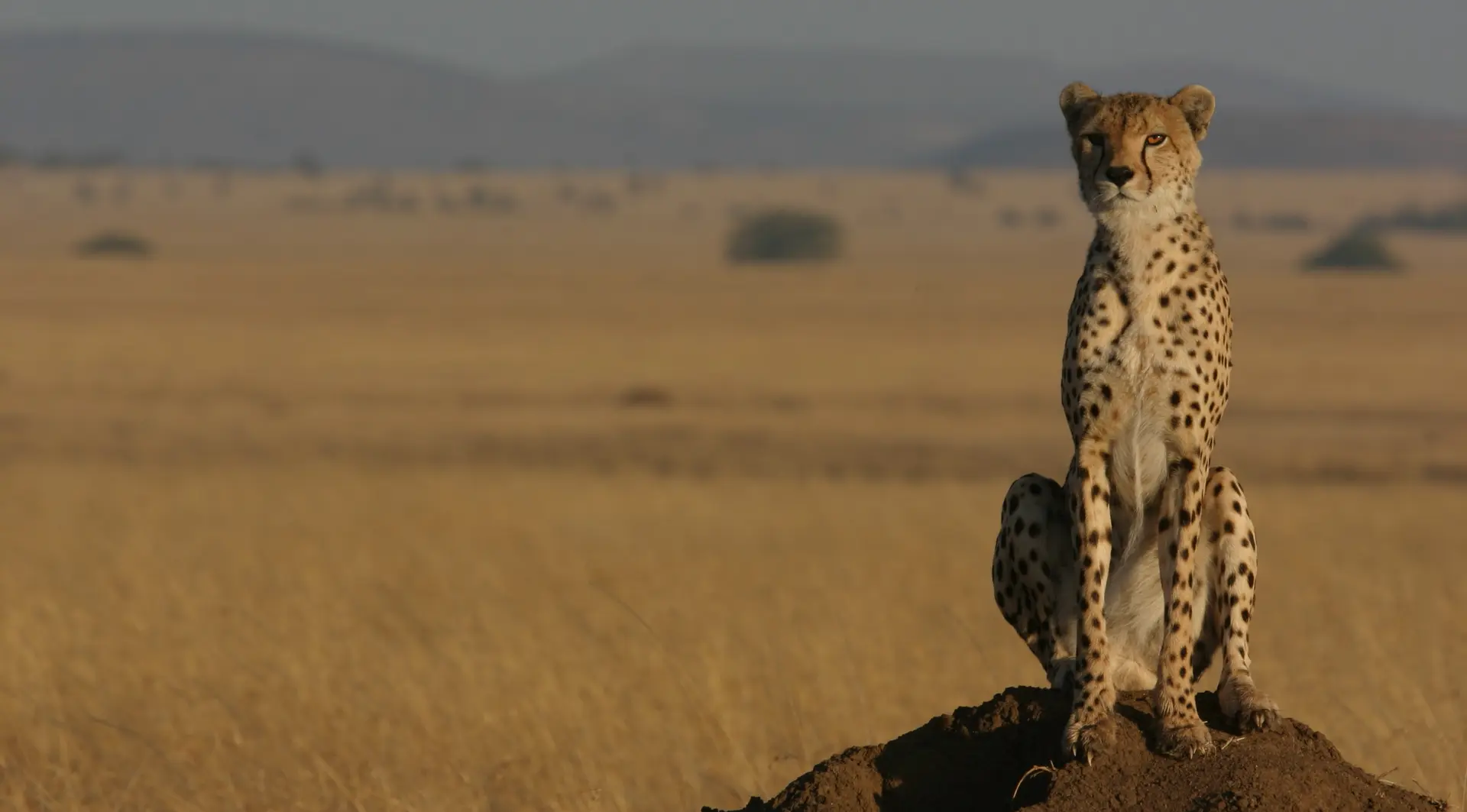 Northwest African Cheetah with savannah in background