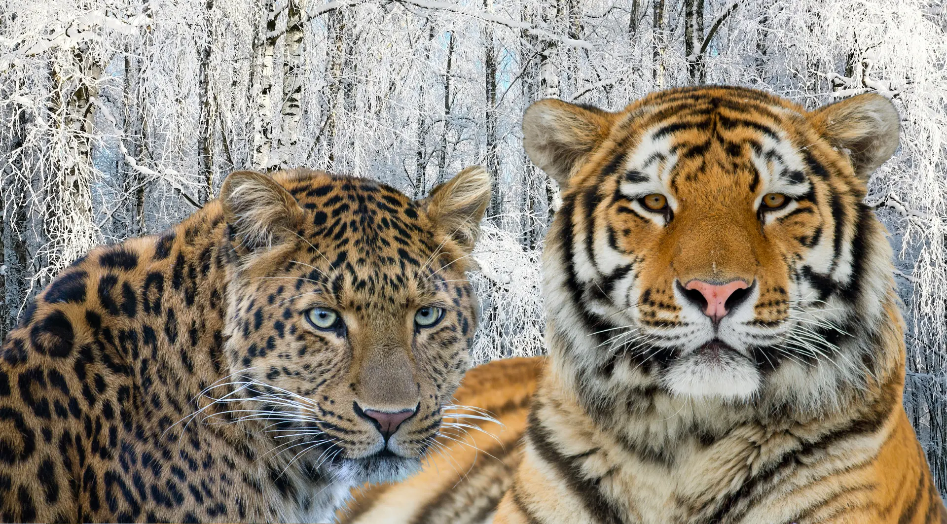 A close up of an Amur leopard and a tiger sitting down with snow covered trees in the background
