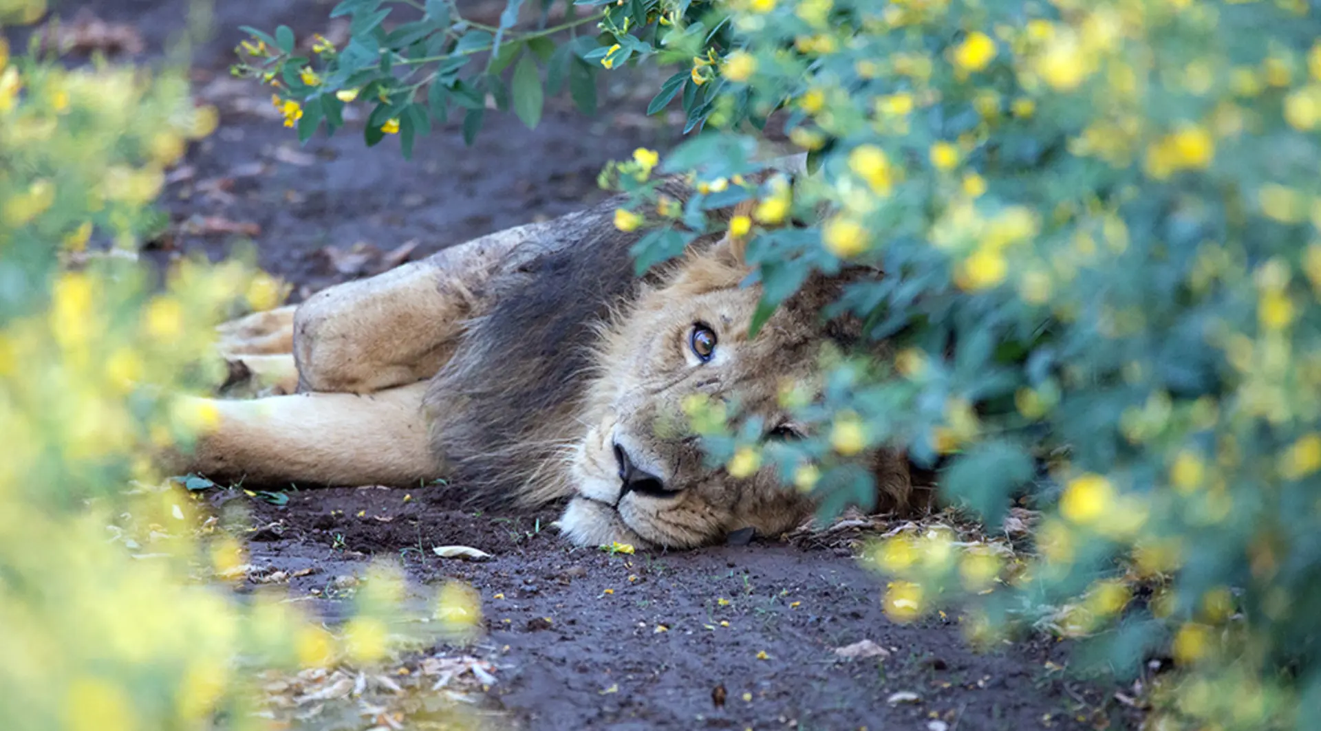 Asiatic lion male lying down in wild at a chickpea field