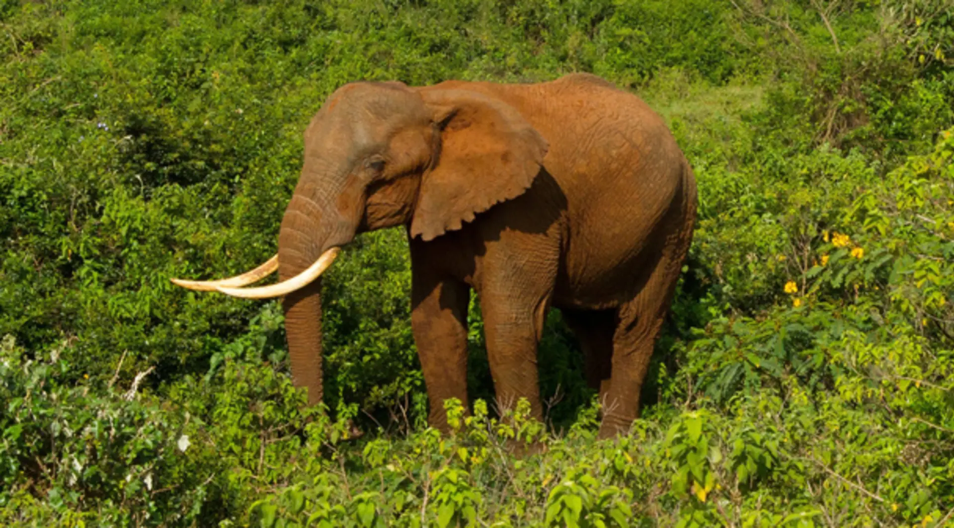 A forest elephant in it's forest habitat