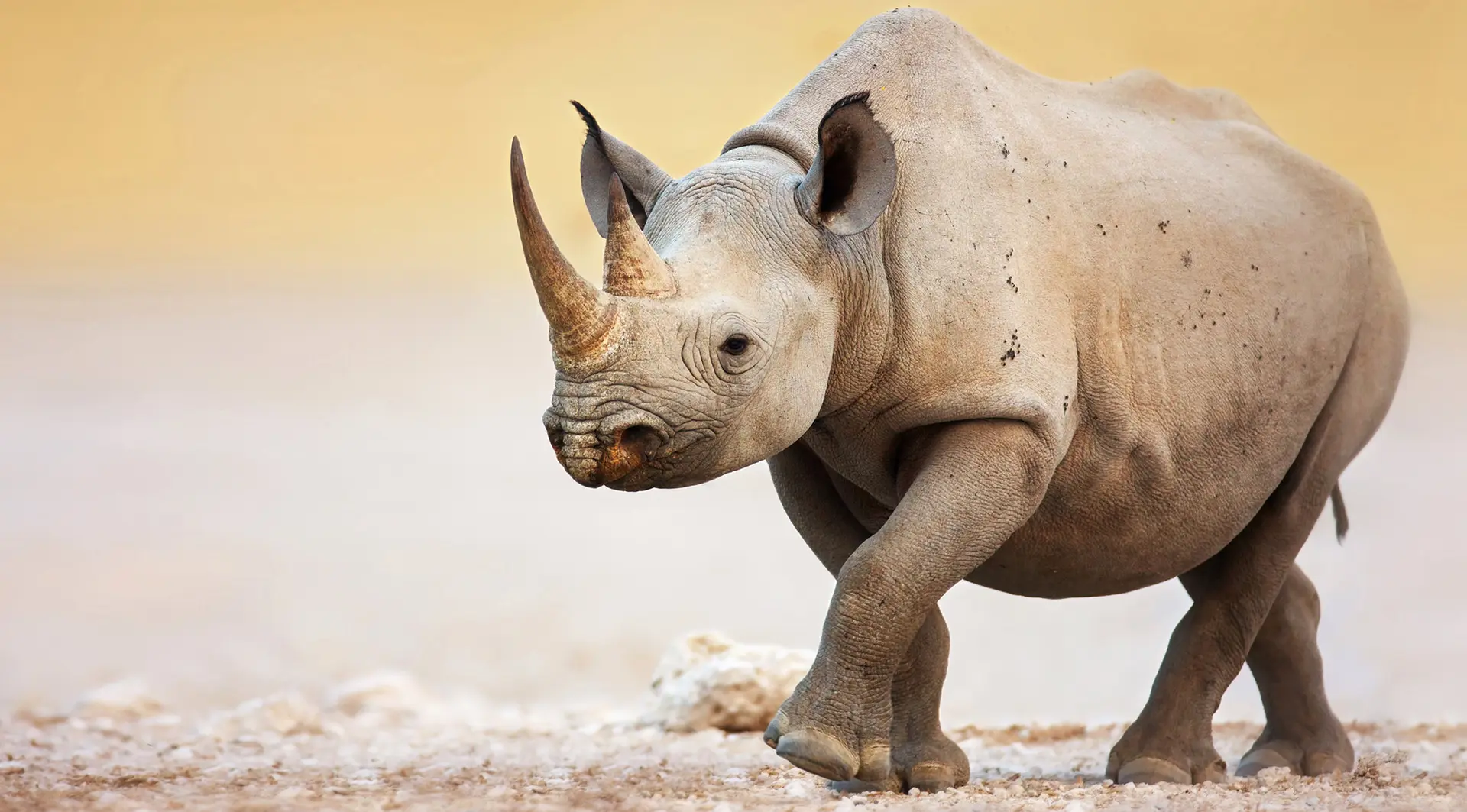 Black rhino walking
