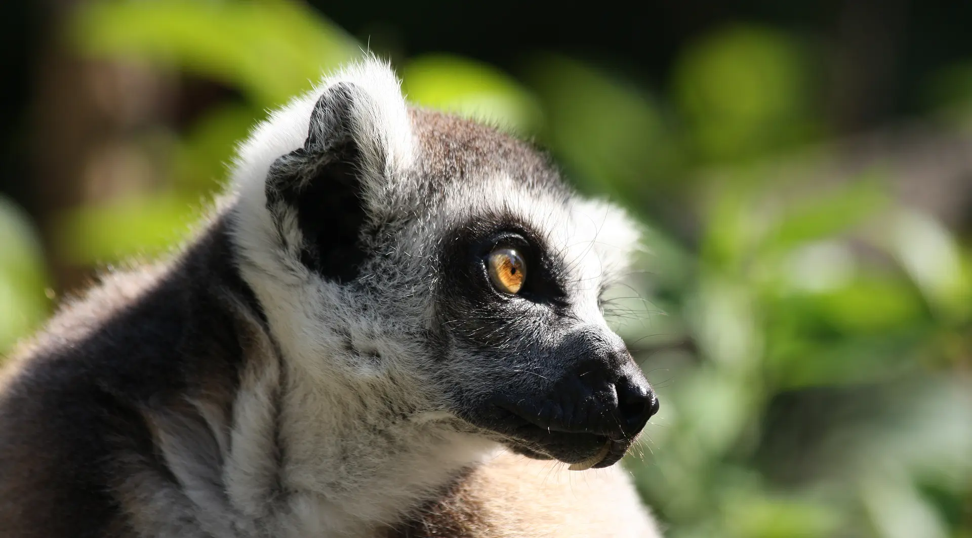 Ring tailed lemur