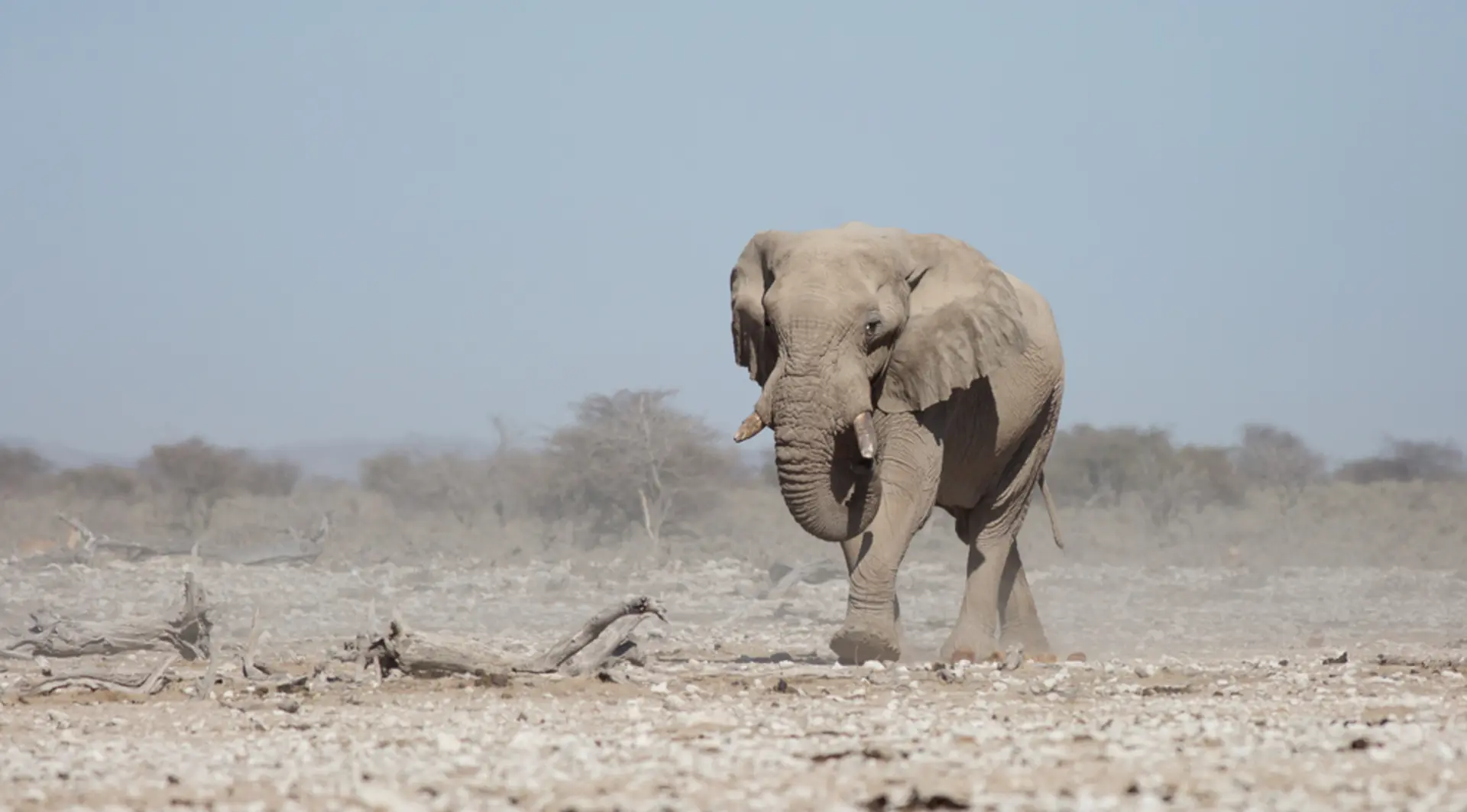 African elephant in drought, barren landscape