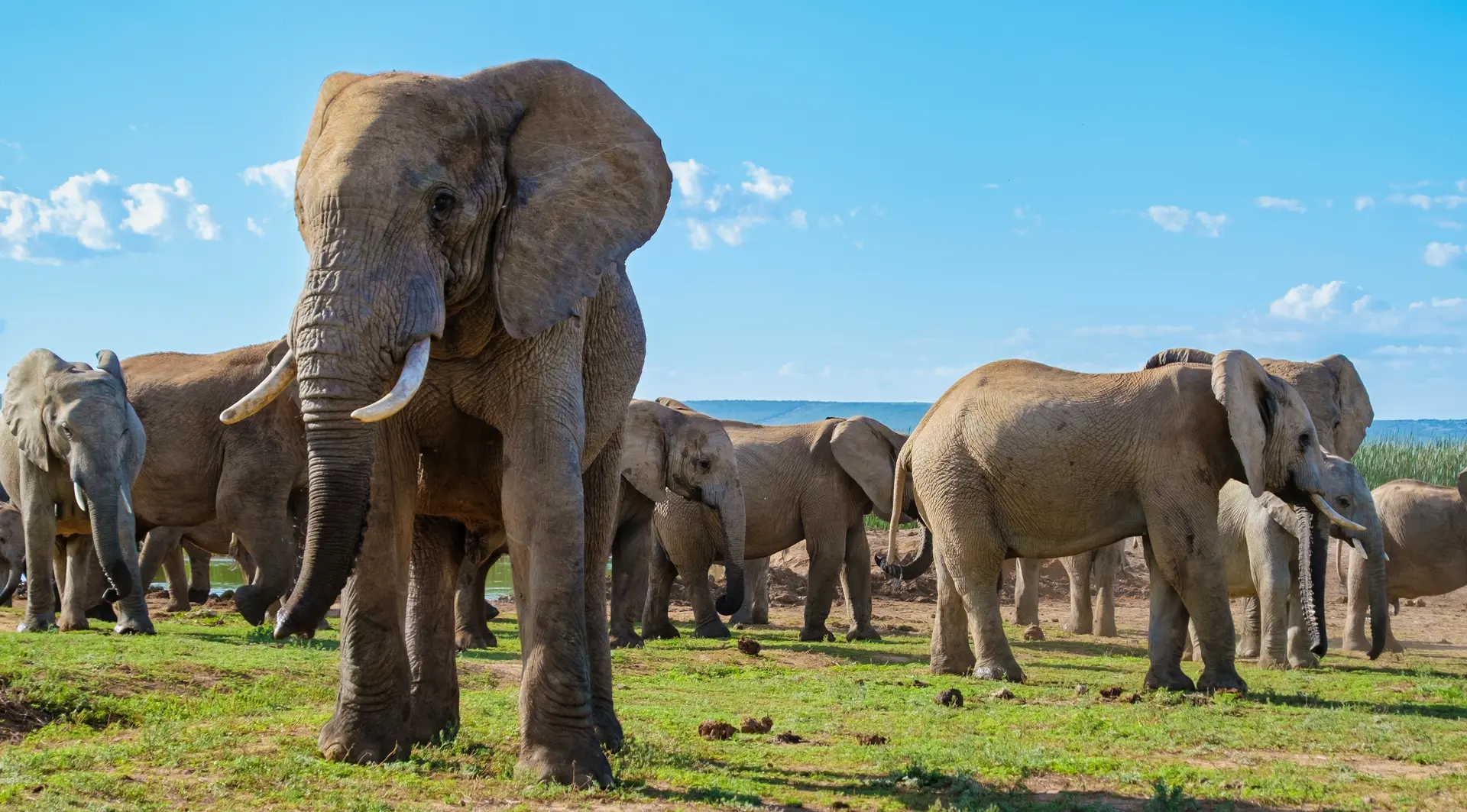 herd of elephants