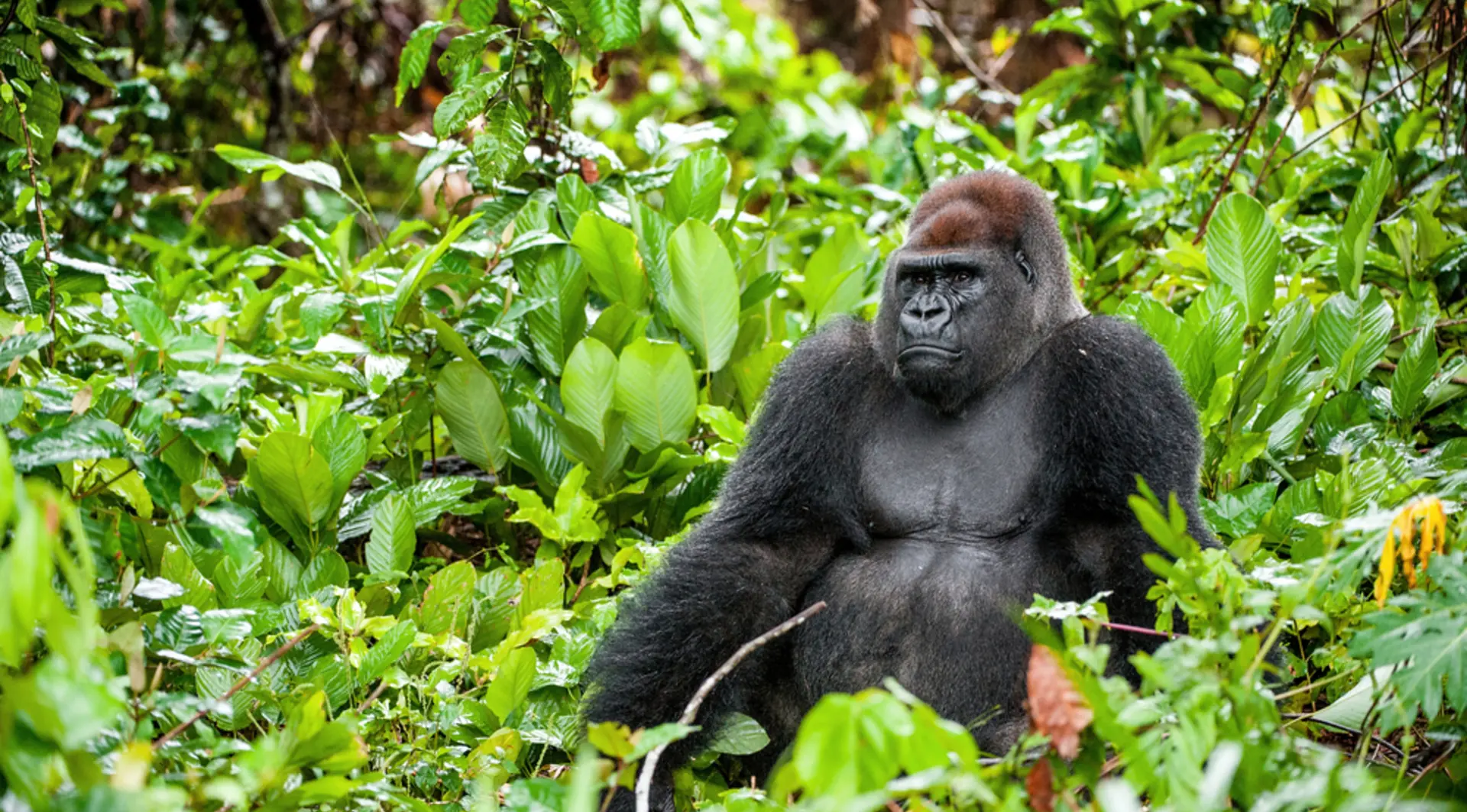 Western lowland gorilla