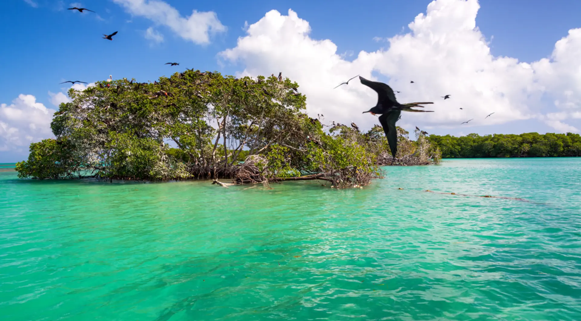 Birds flying mangrove forest island